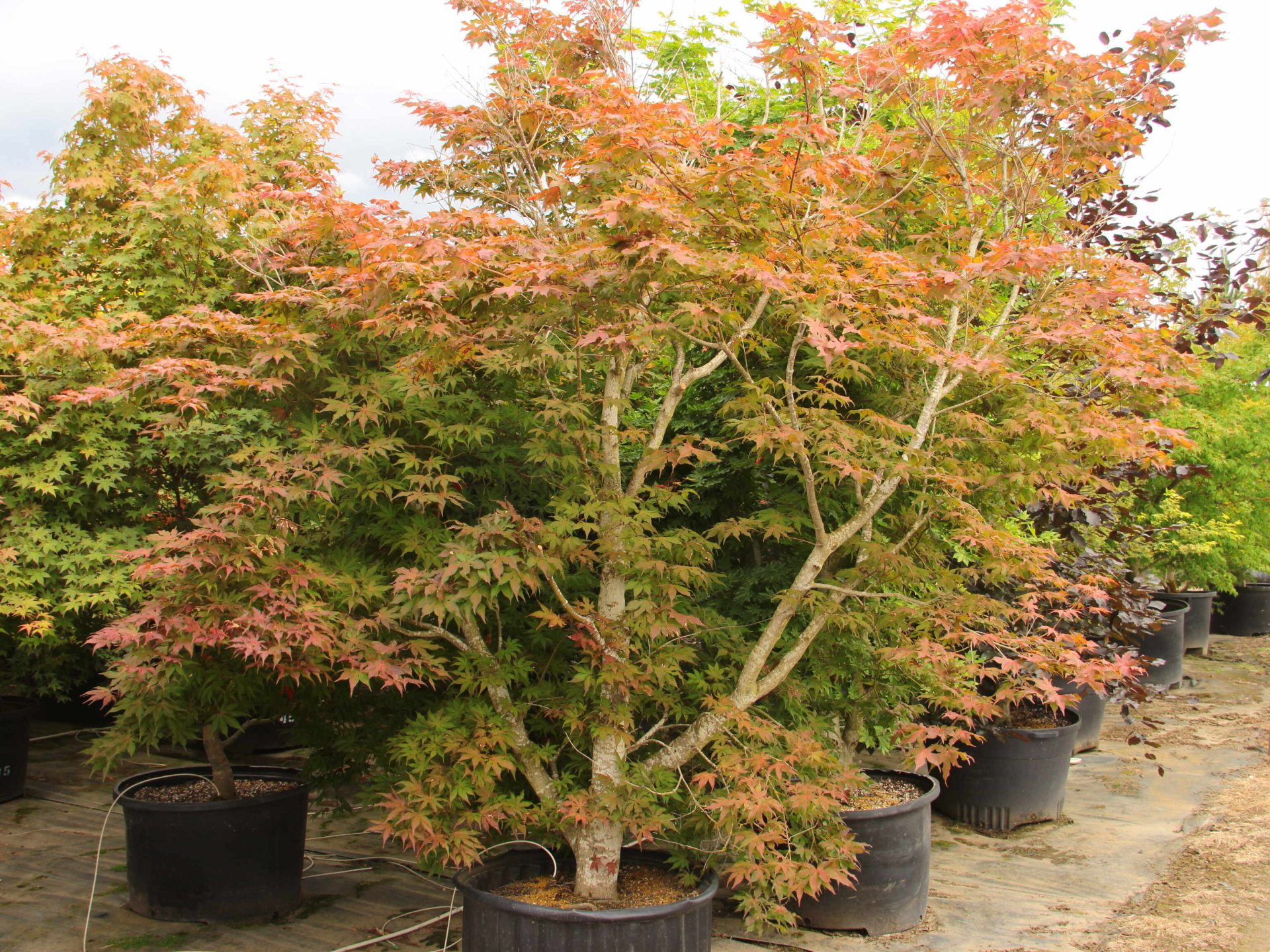 Buy Acer Palmatum Amber Ghost Specimen 1788 Conifer Kingdom