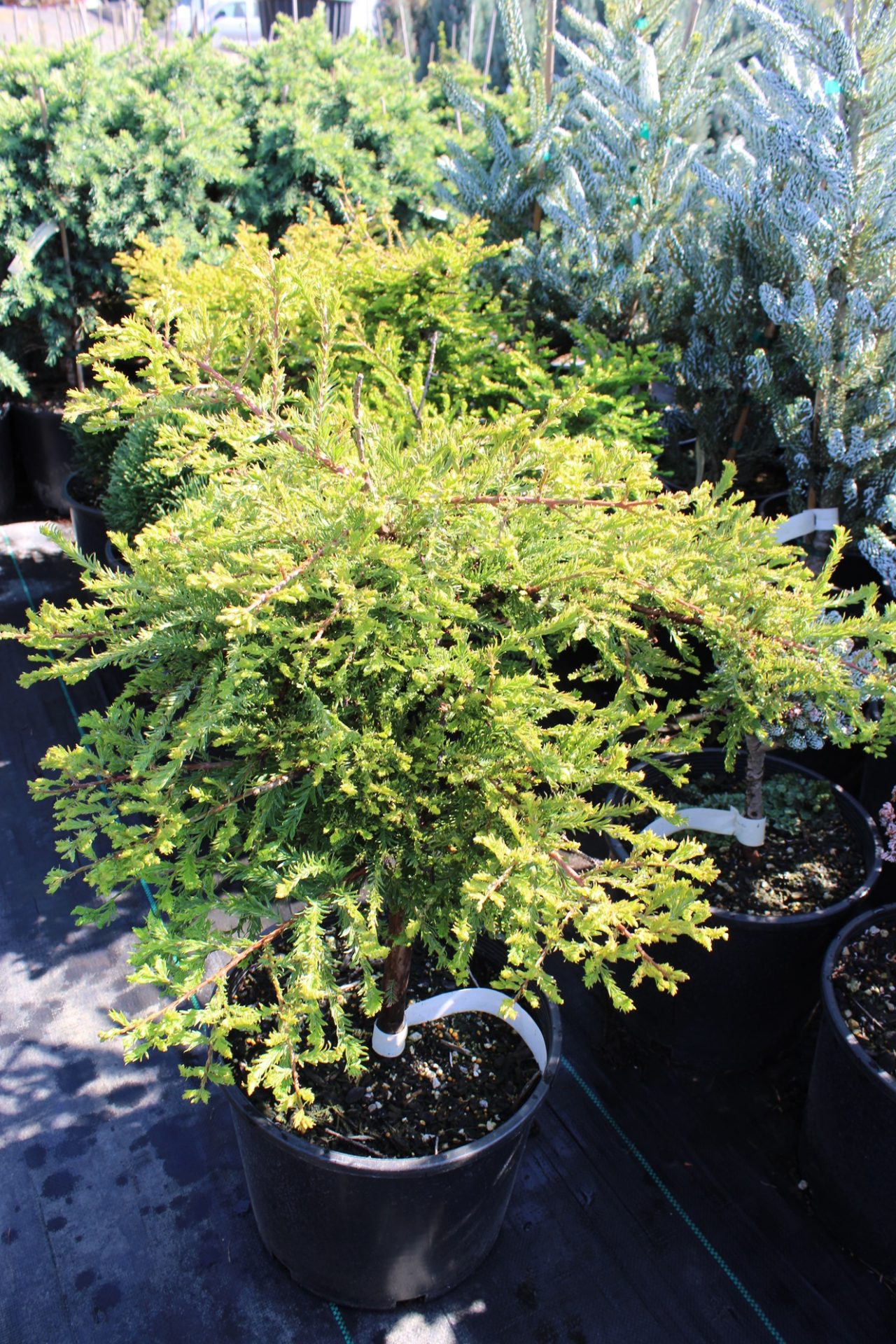 Taxodium Distichum Secrest Bald Cypress Conifer Kingdom