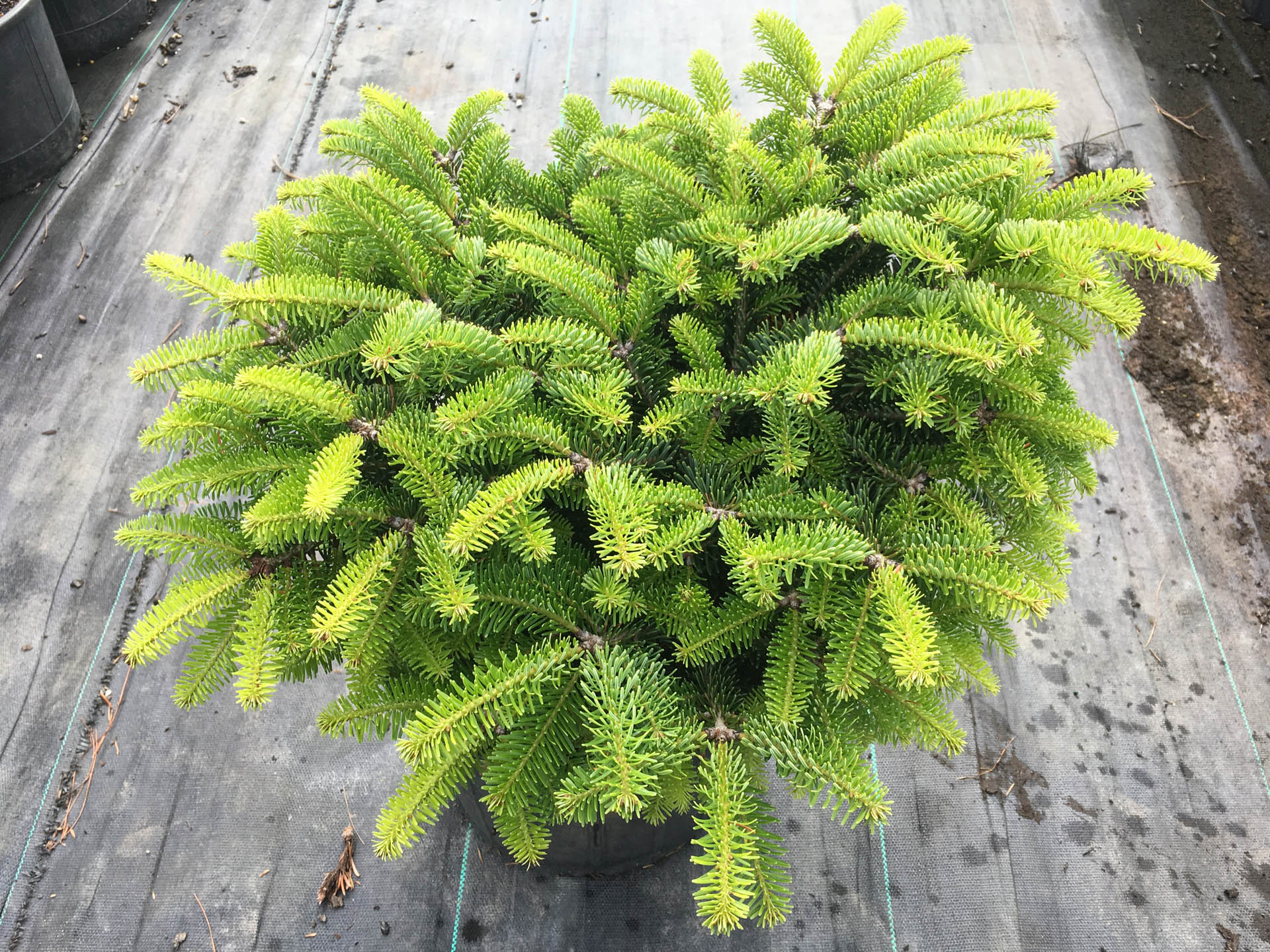 Abies nordmanniana Munsterland пихта Нордмана Мюнстерленд