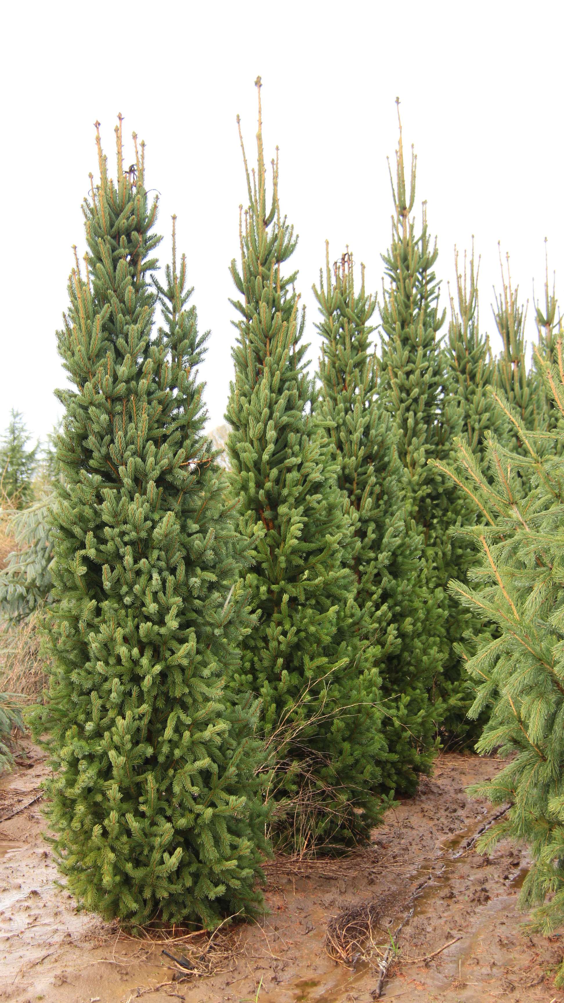 Ель обыкновенная (Picea Abies Cupressina) c5 90-110