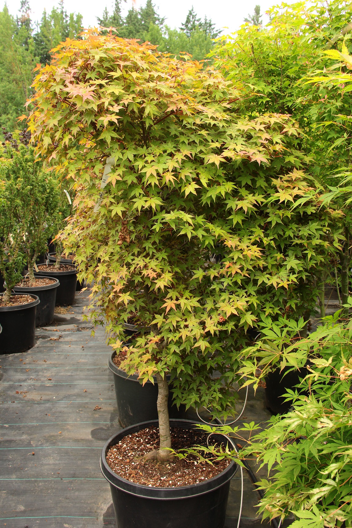 Outdoor Plants Acer Palmatum Beni Maiko Japanese Maple Deciduous