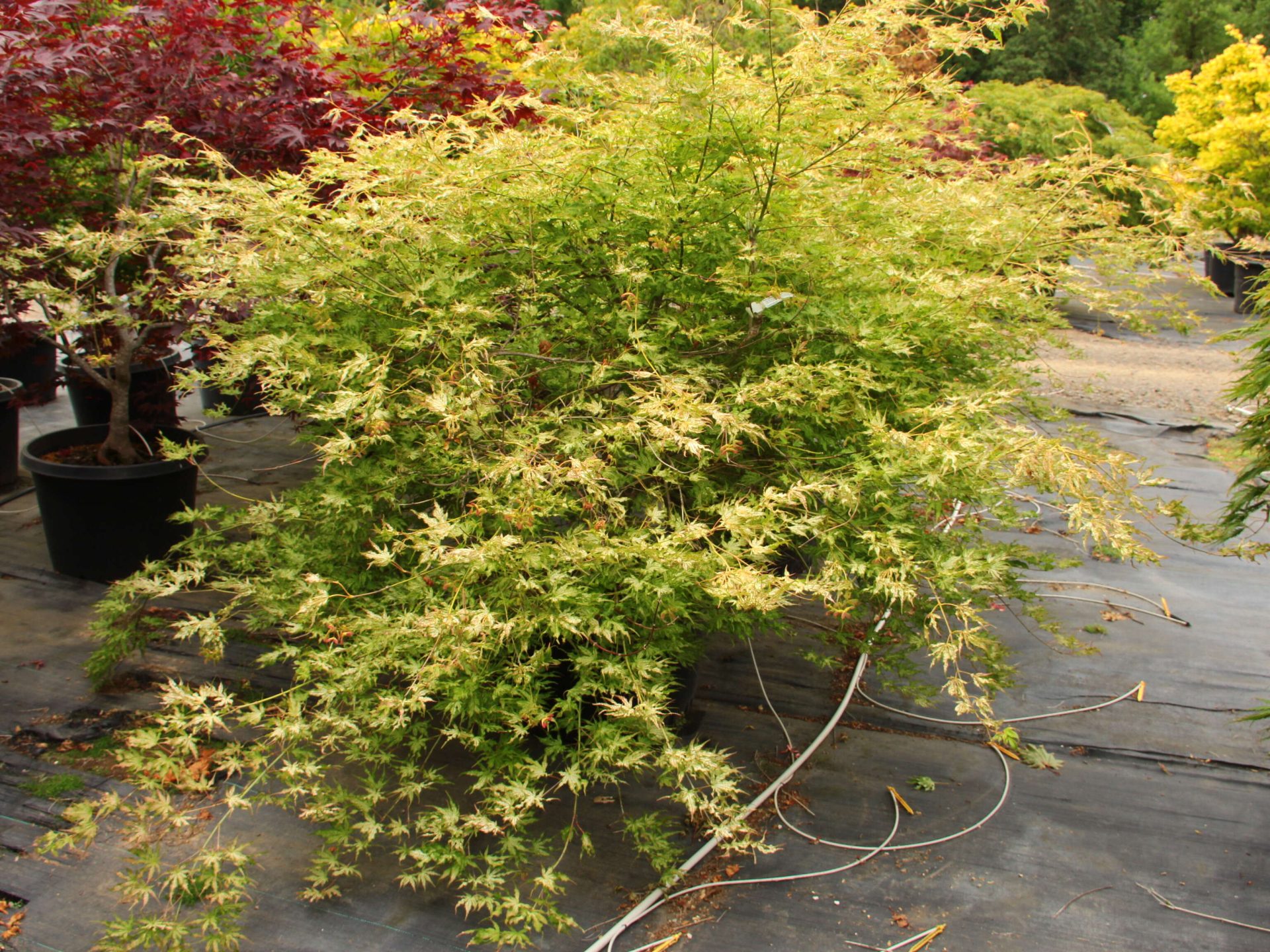 Buy Acer Palmatum White Peaches Specimen 2125 Conifer Kingdom