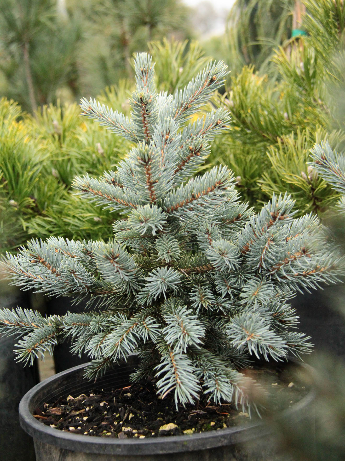 Buy Picea pungens 'Victor'Colorado Spruce | Conifer Kingdom