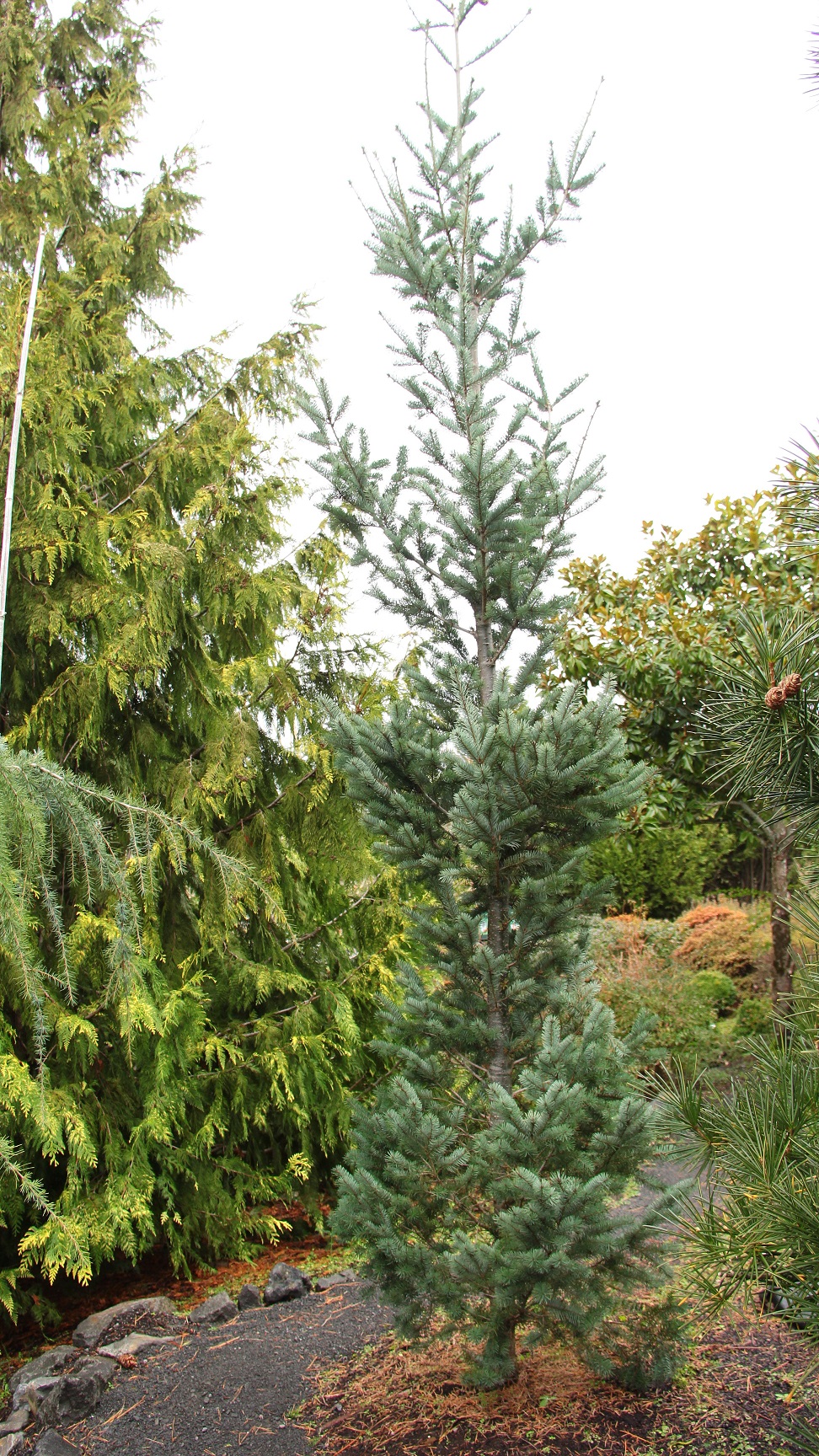 Buy Pseudotsuga Menziesii 'silverton Steeple' Douglas Fir 