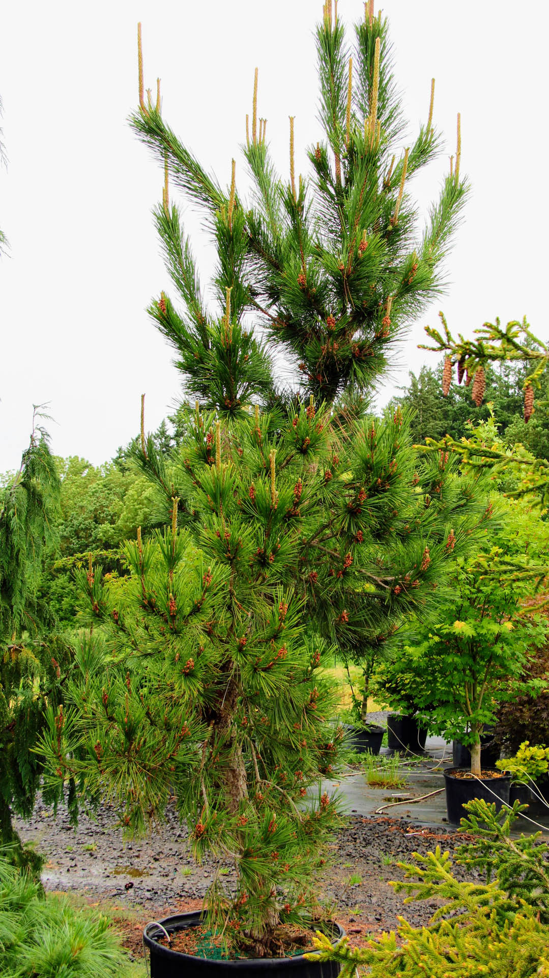 Buy Pinus Thunbergii 'Taihei' Japanese Black Pine | Conifer Kingdom