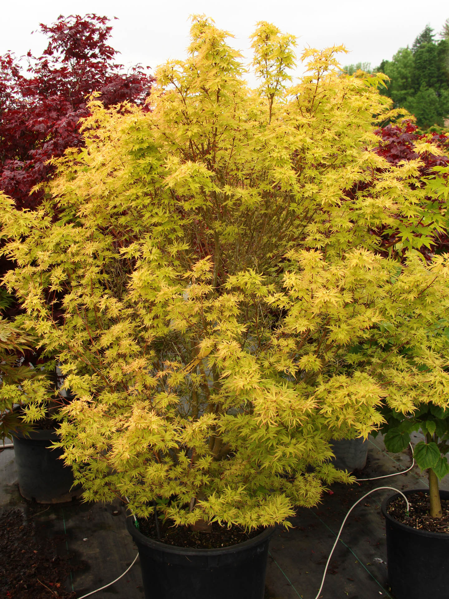 Buy Acer palmatum 'Dr. Seuss' Japanese Maple | Conifer Kingdom