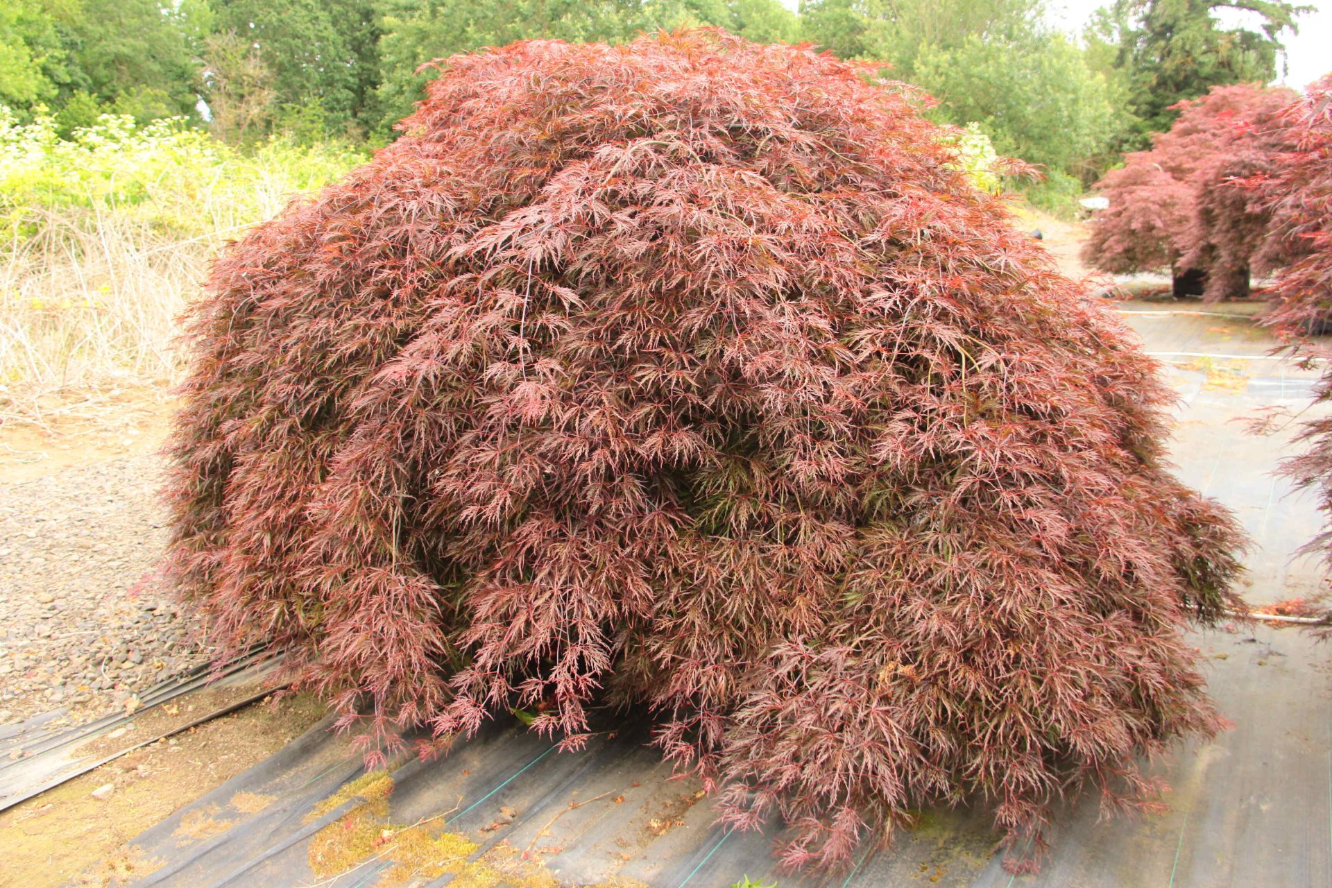 Buy Acer palmatum 'Red Select' Specimen 1403 | Conifer Kingdom