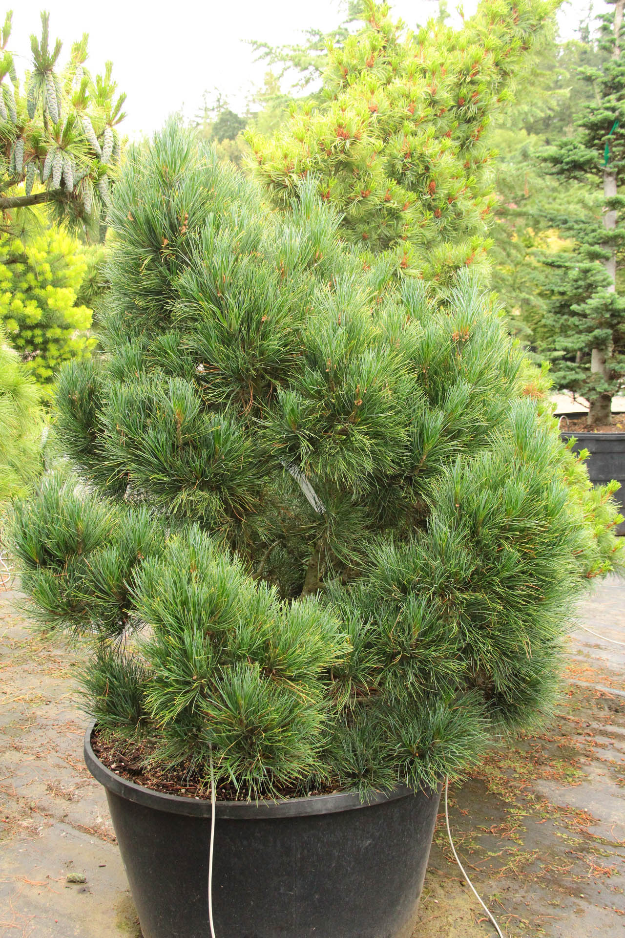 Buy Pinus peuce 'Nana' Specimen 1250 | Conifer Kingdom