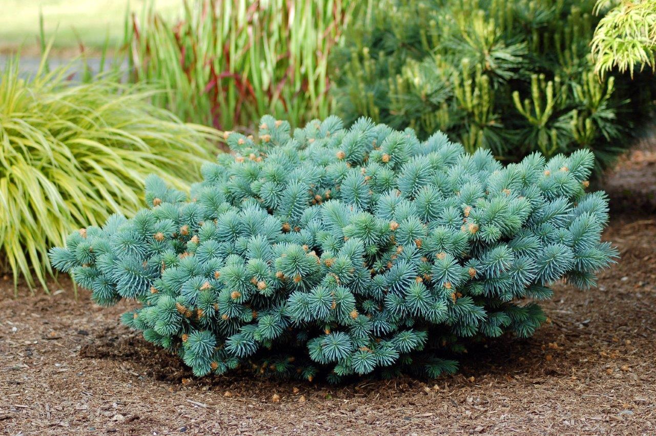 'St. Mary's Broom' Colorado Spruce | Conifer Kingdom