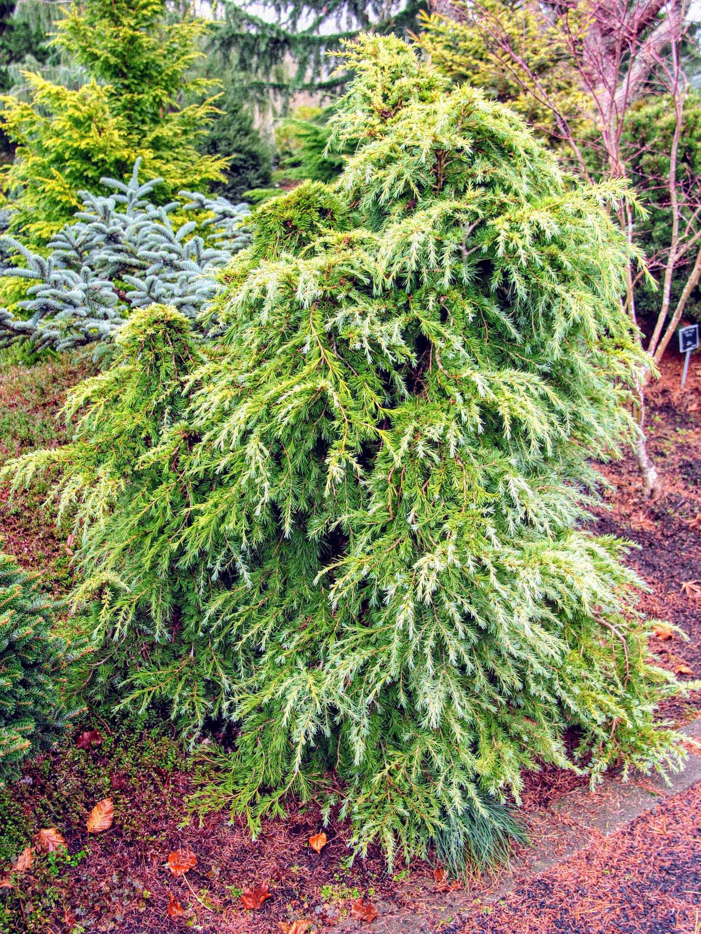 Buy Cedrus deodara 'Mountain Beauty' Himalayan Cedar | Conifer Kingdom