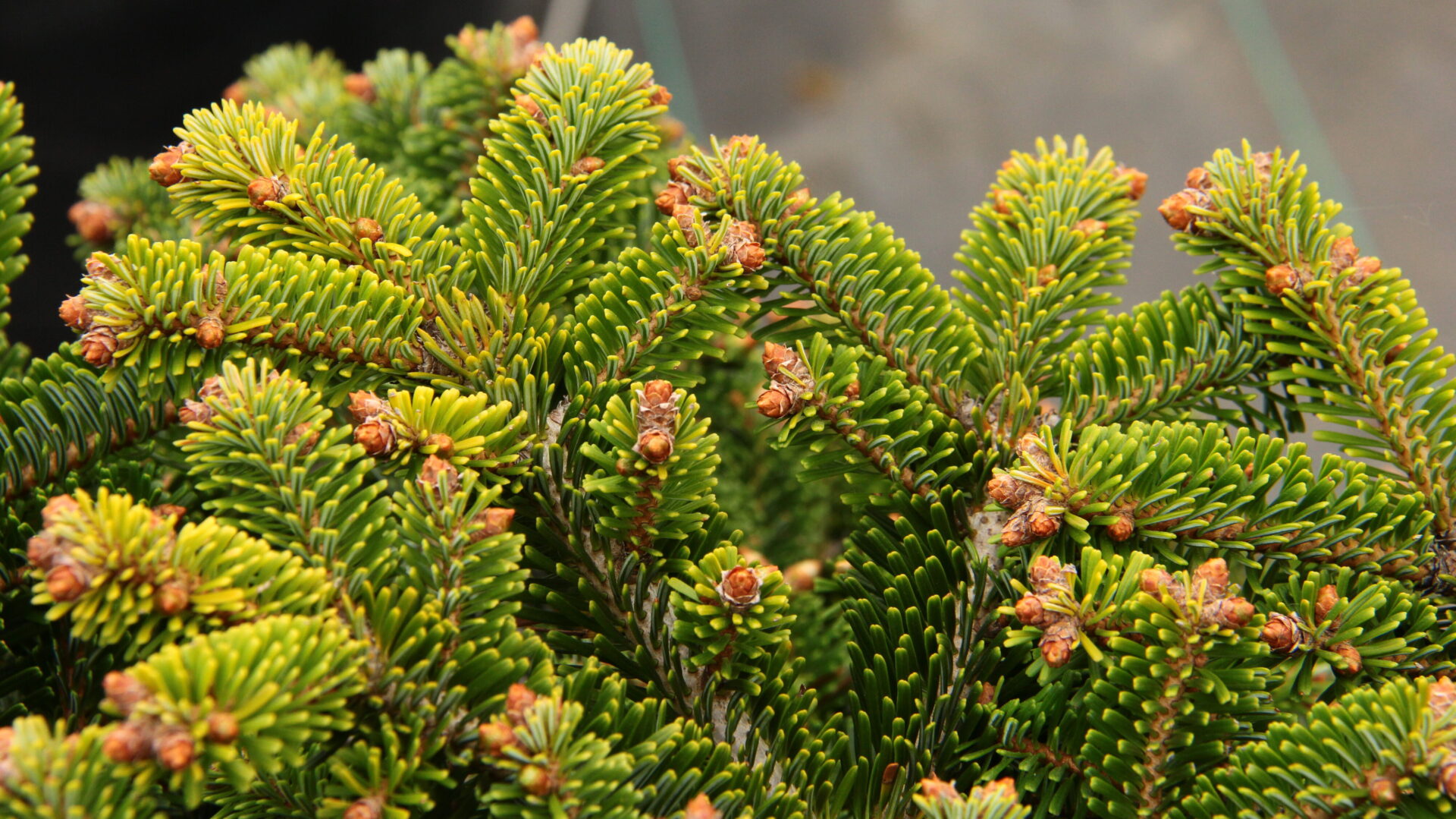 Buy Abies nordmanniana 'Berlin' Nordmann Fir | Conifer Kingdom