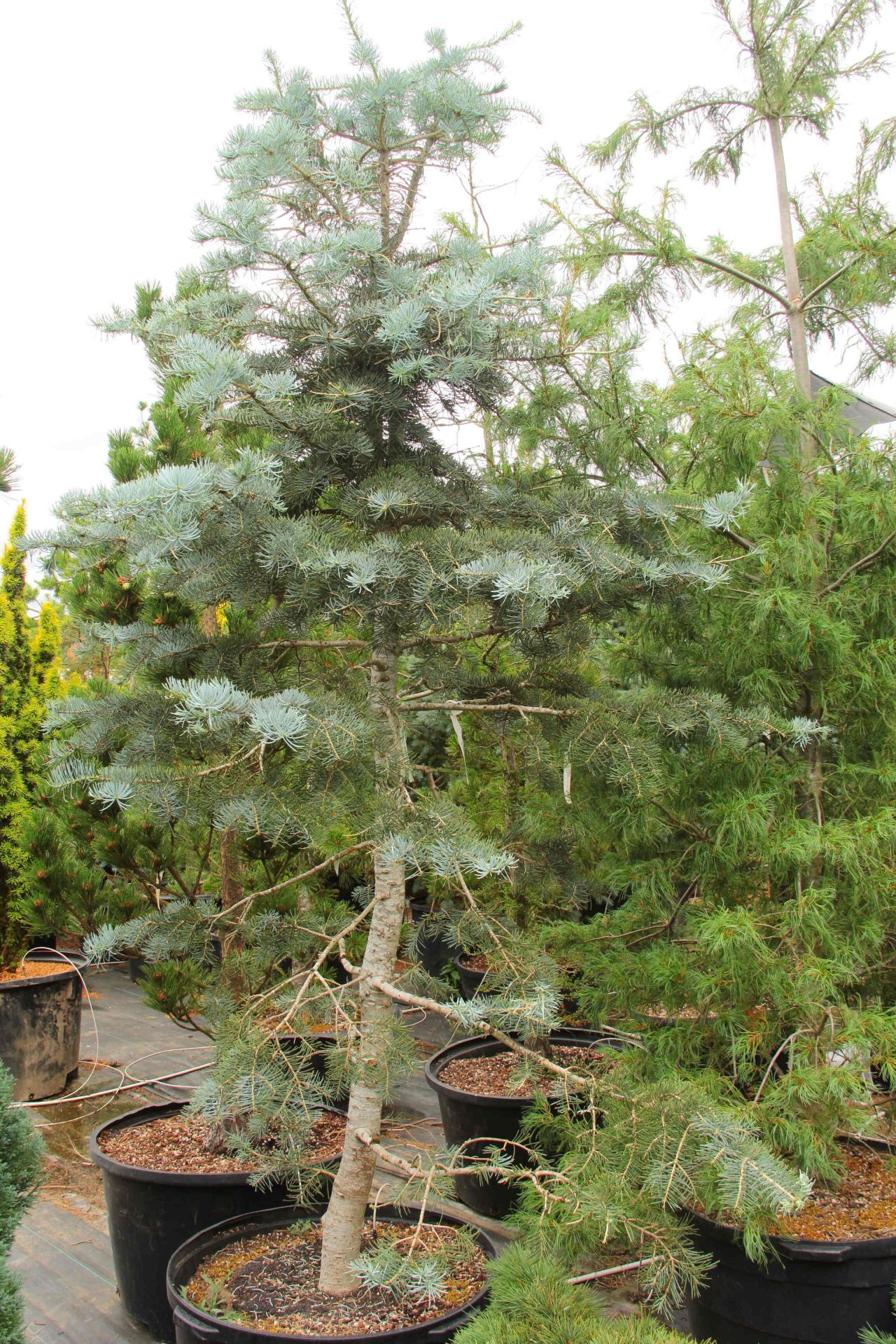 Buy Abies concolor 'Blue Cloak' Specimen 1737 | Conifer Kingdom