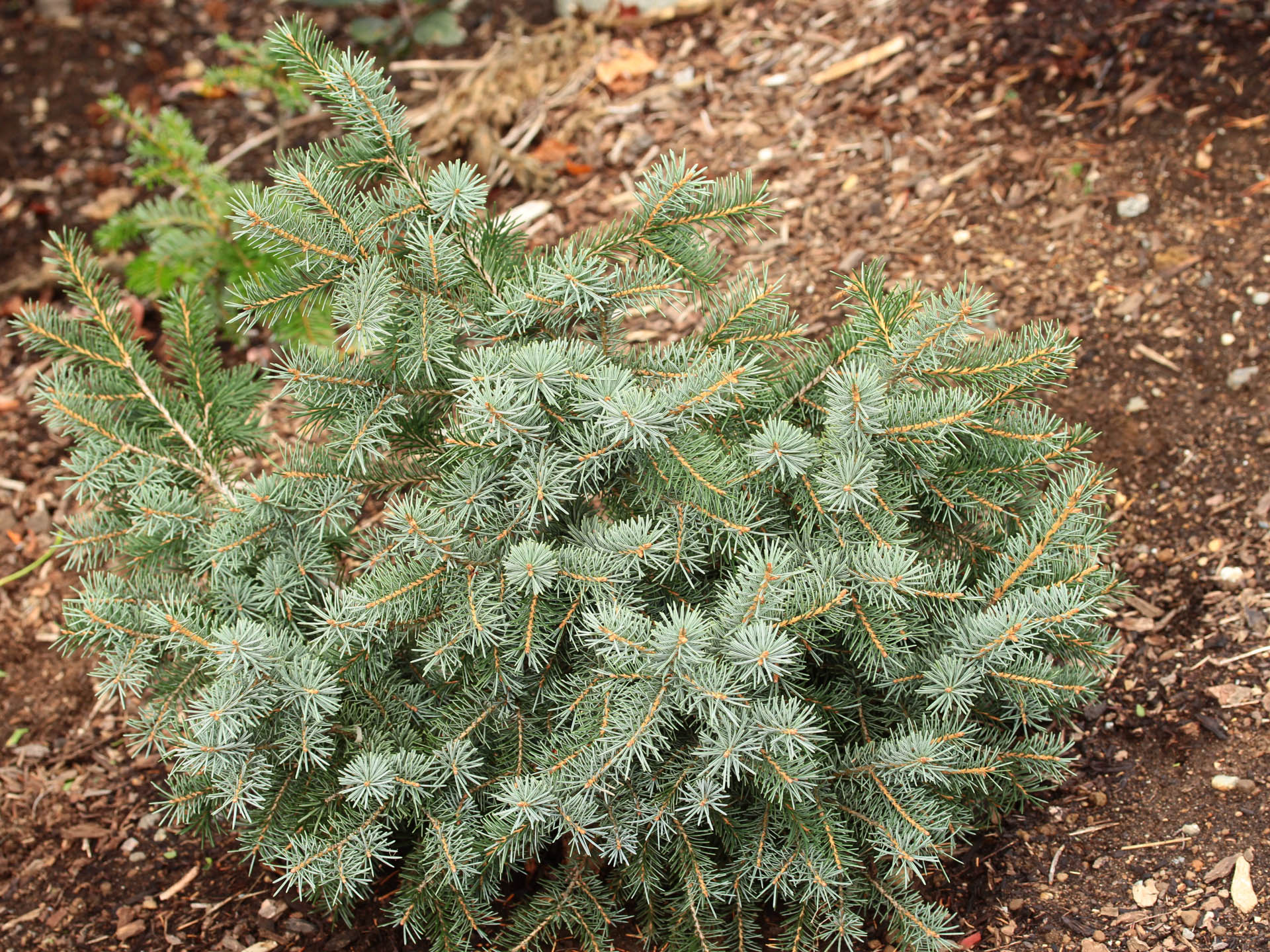 Buy Picea breweriana 'Emerald Midget' Brewer Spruce | Conifer Kingdom