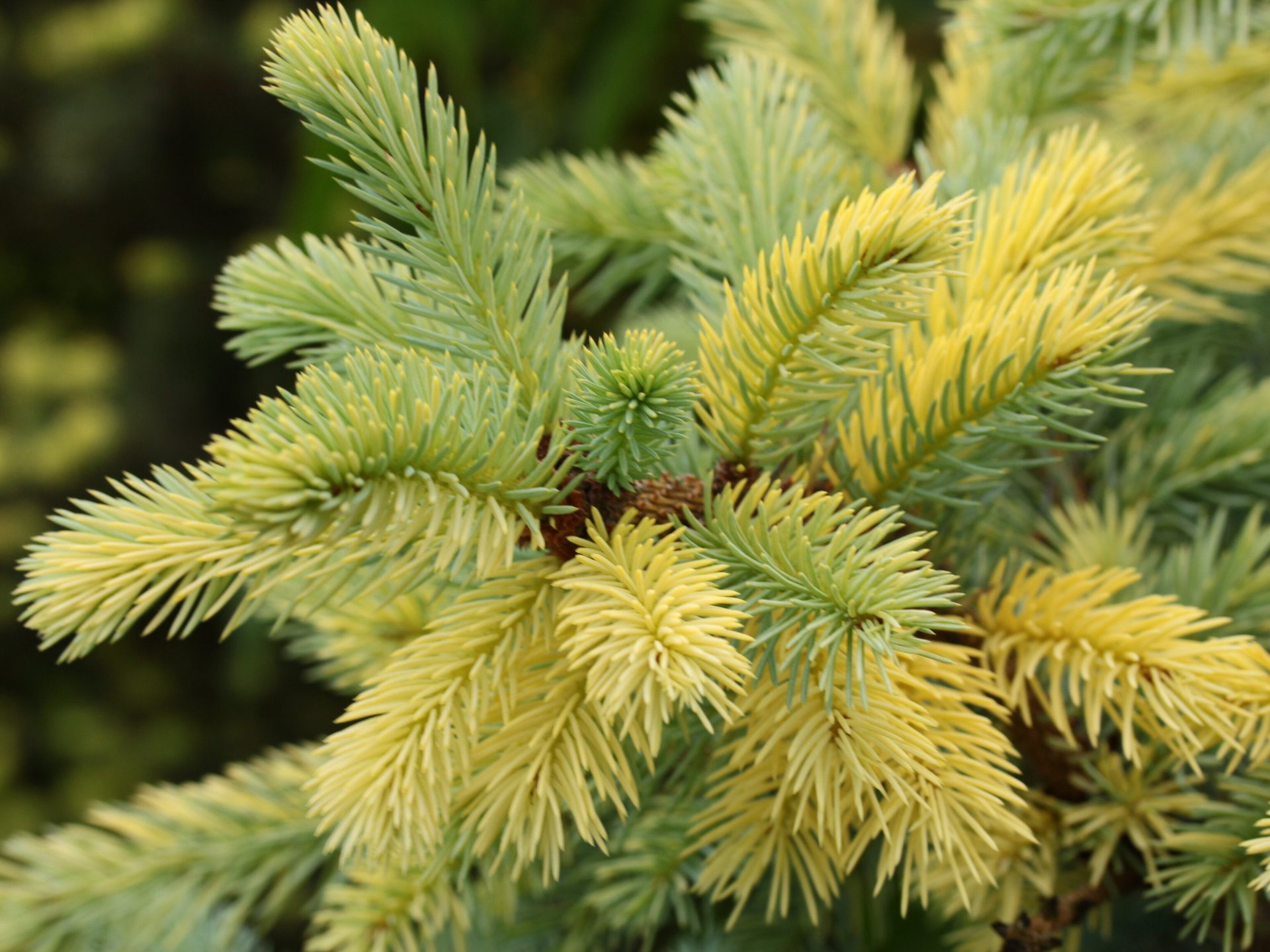 Buy Picea pungens 'JZ' Colorado Spruce | Conifer Kingdom