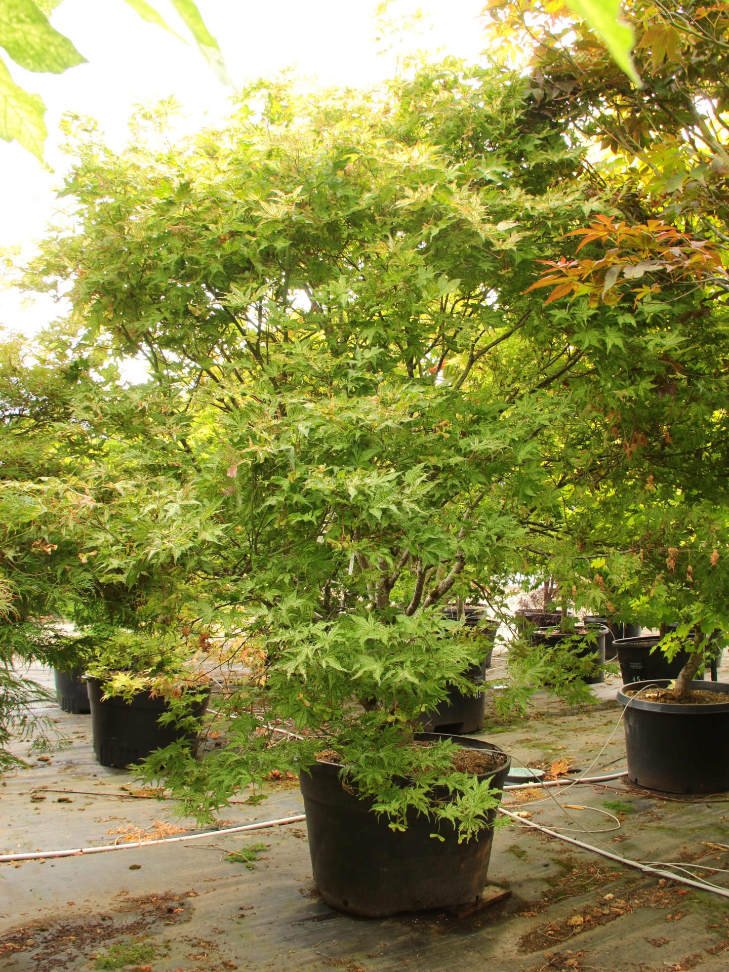 Buy Acer palmatum 'Peaches and Cream' Specimen 1786 | Conifer Kingdom