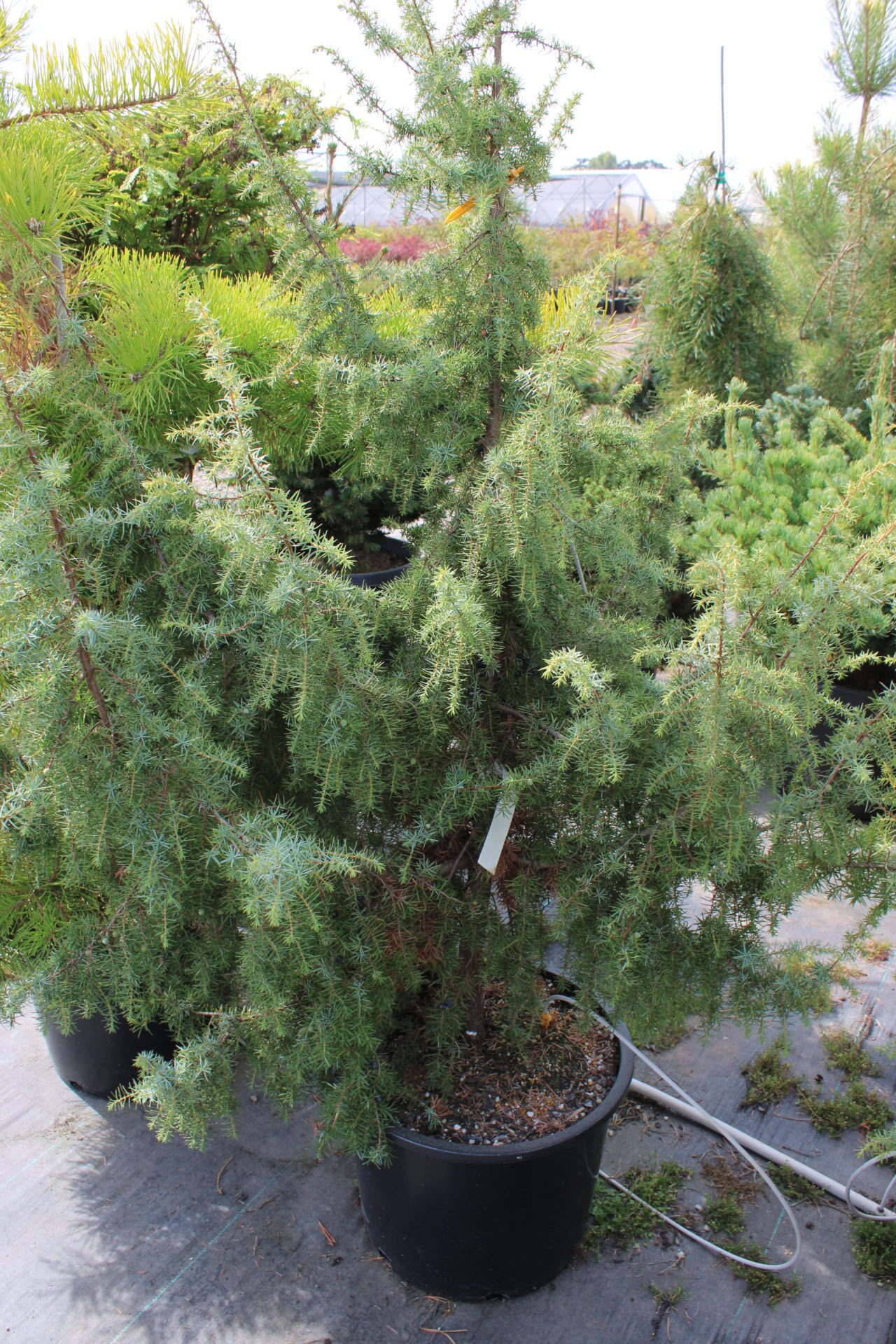 Juniperus communis 'Kalebab' Common Juniper | Conifer Kingdom