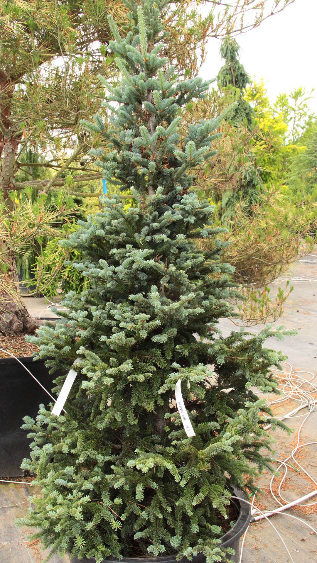 Abies Balsamea 'Tyler Blue' Balsam Fir | Conifer Kingdom