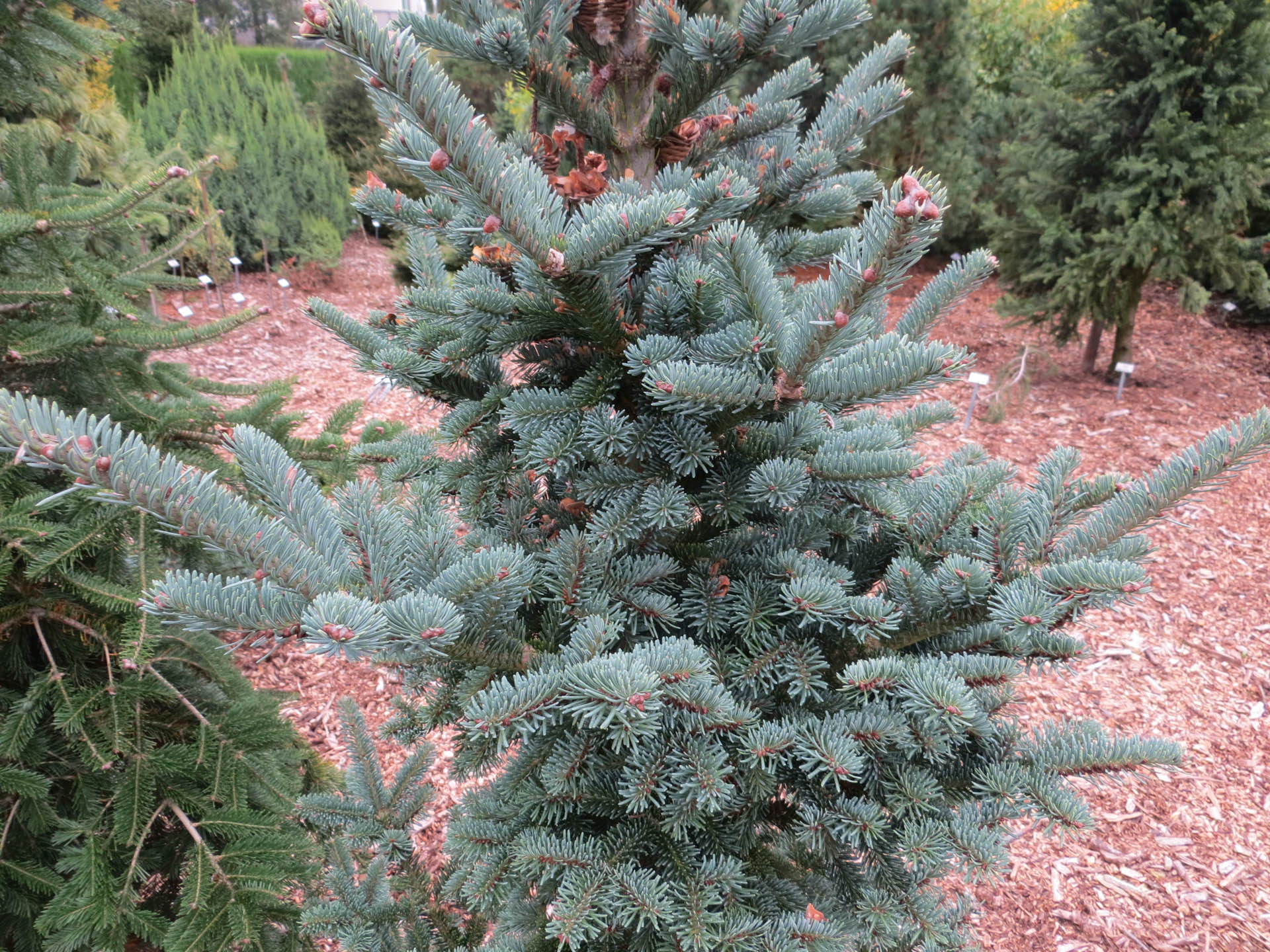 Abies balsamea 'Tyler Blue' Balsam Fir | Conifer Kingdom