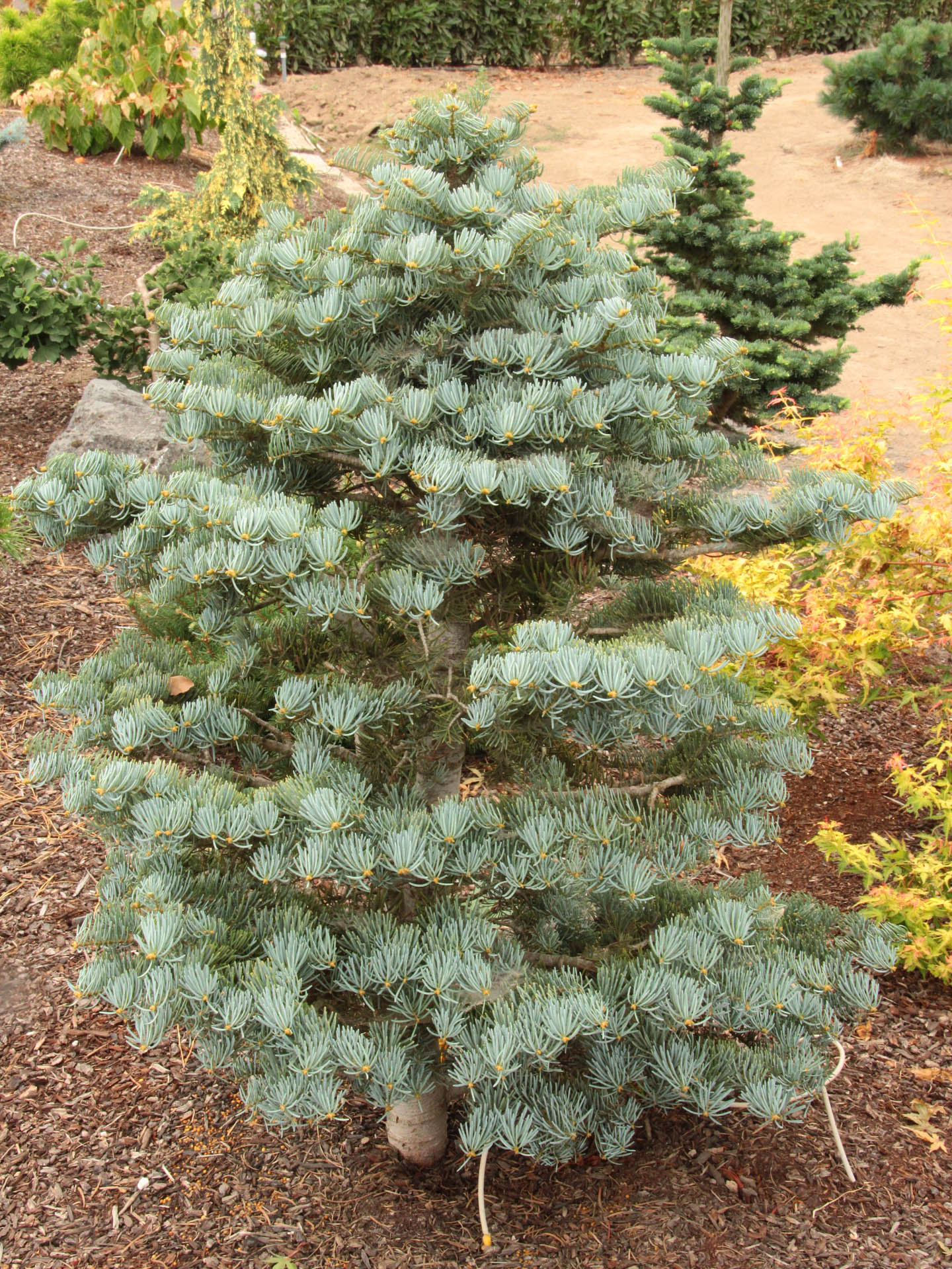 Abies concolor 'Archer's Dwarf' White Fir | Conifer Kingdom