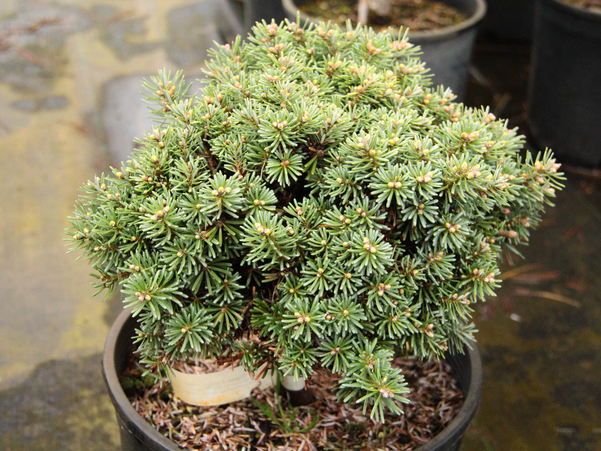 Abies Koreana 'Blauer Eskimo' Korean Fir | Conifer Kingdom