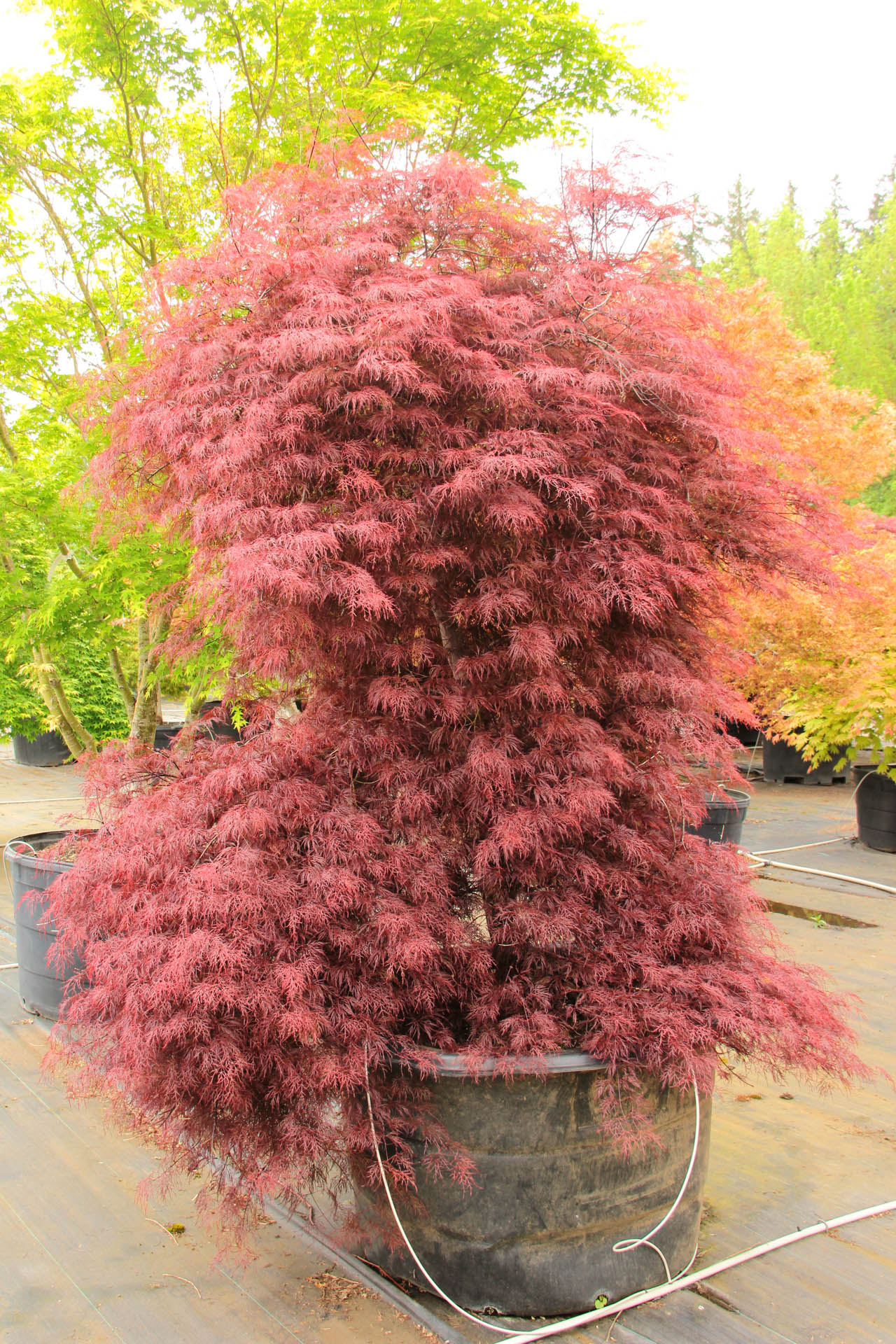 Acer palmatum Red Filigree Lace Japanese Maple | Conifer Kingdom