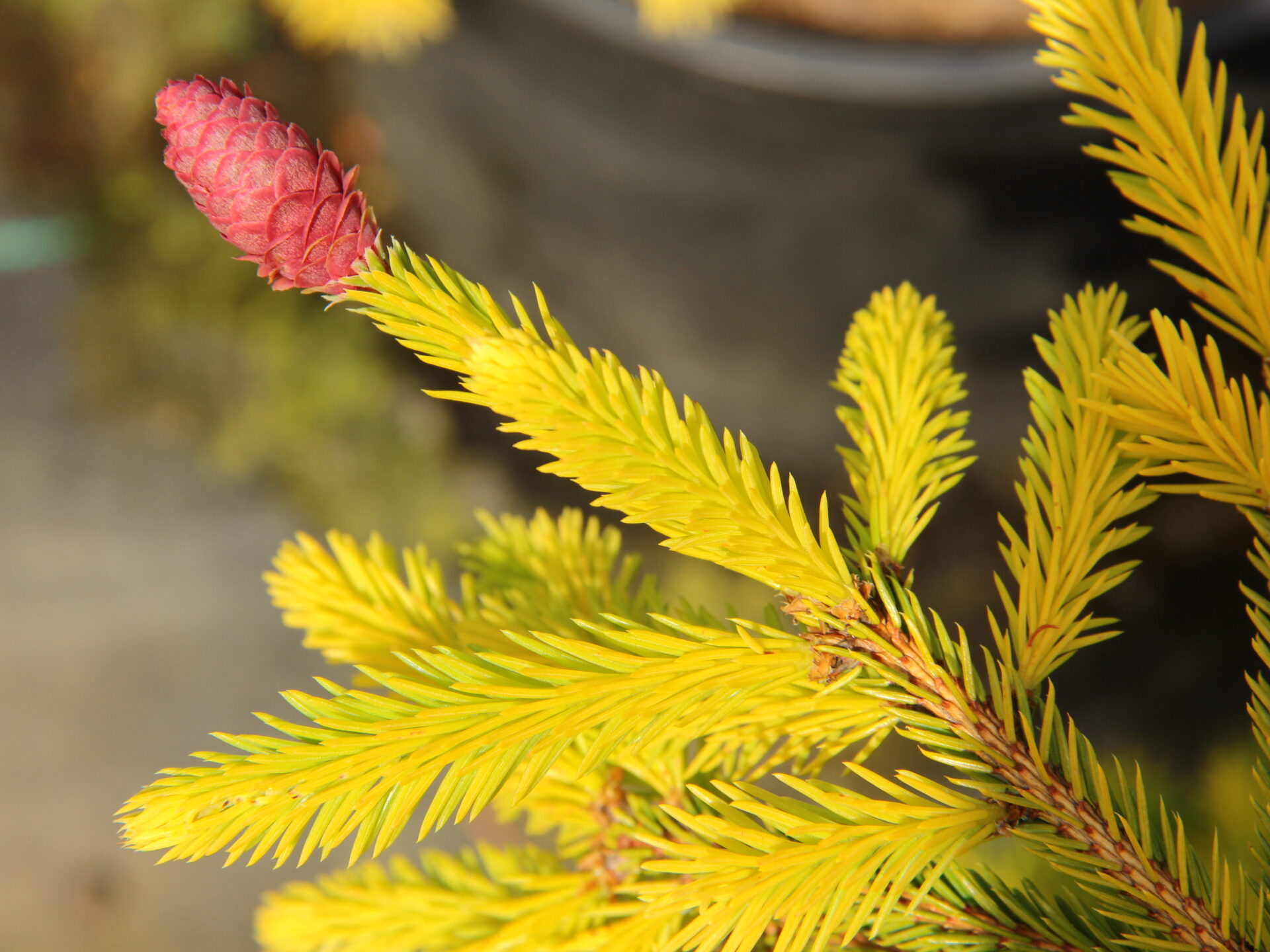 Picea Abies Summer Daze