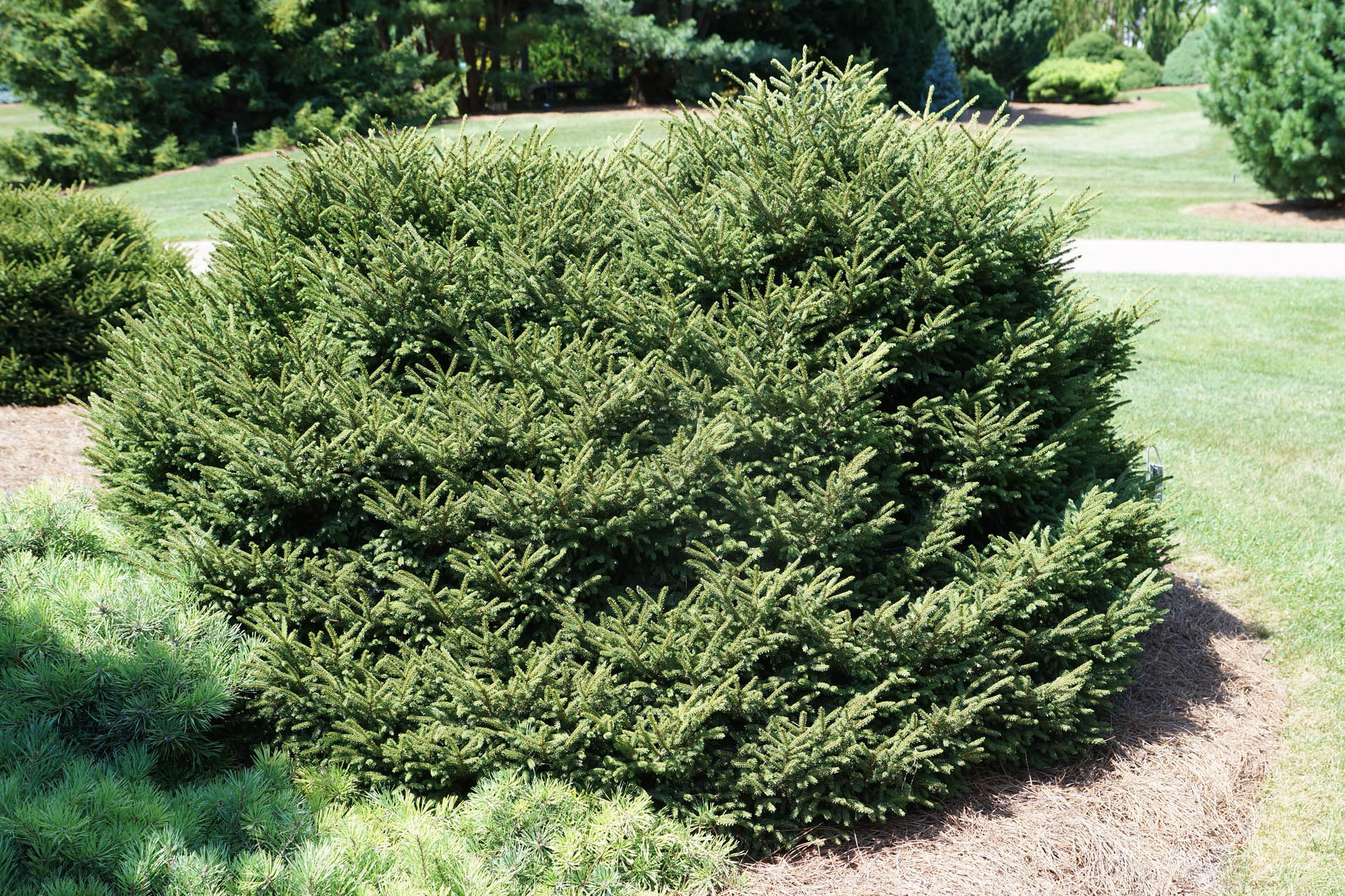 Picea orientalis 'Barnes' Oriental Spruce | Conifer Kingdom