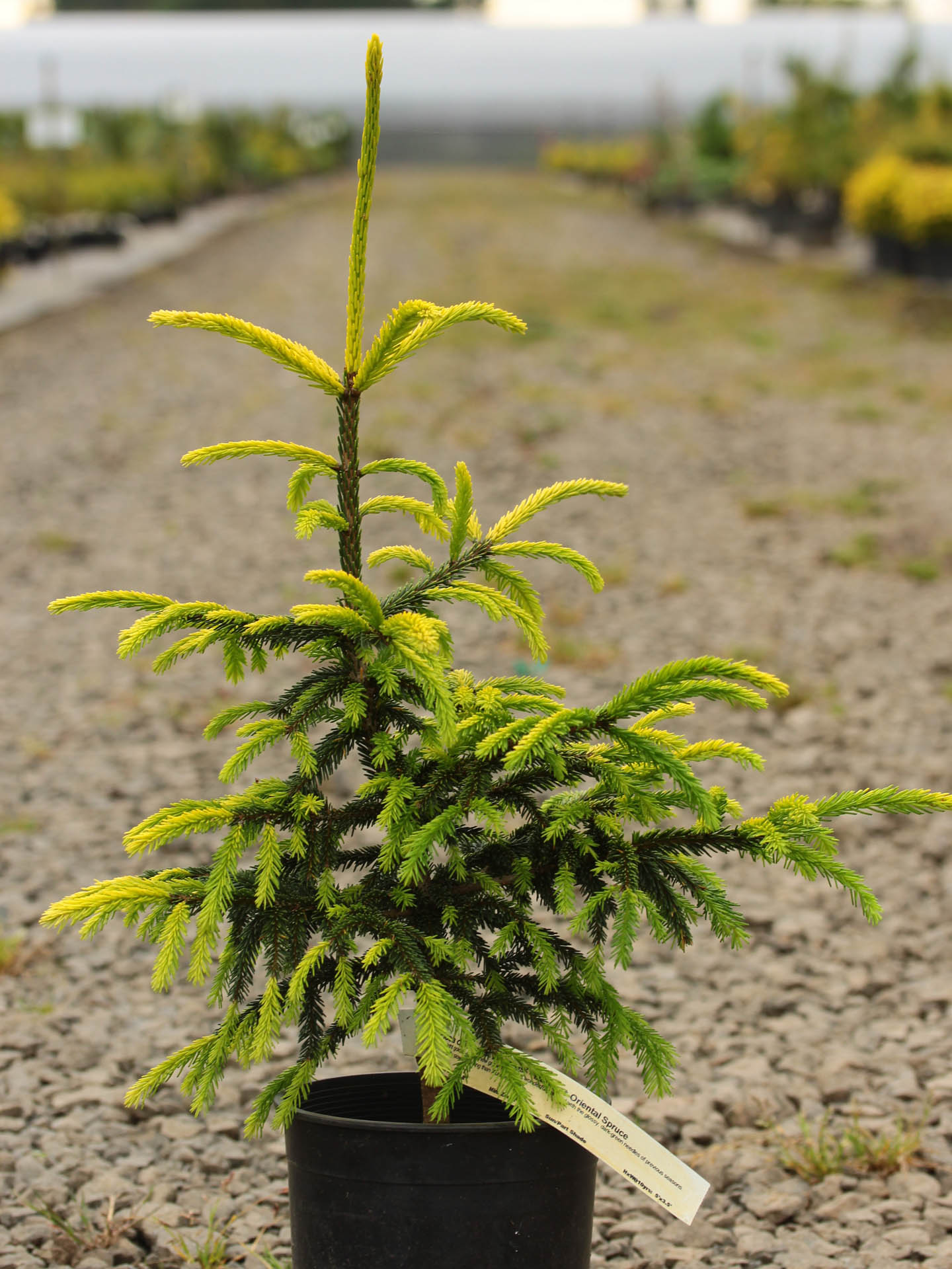 Picea Orientalis Daureas Oriental Spruce Conifer Kingdom