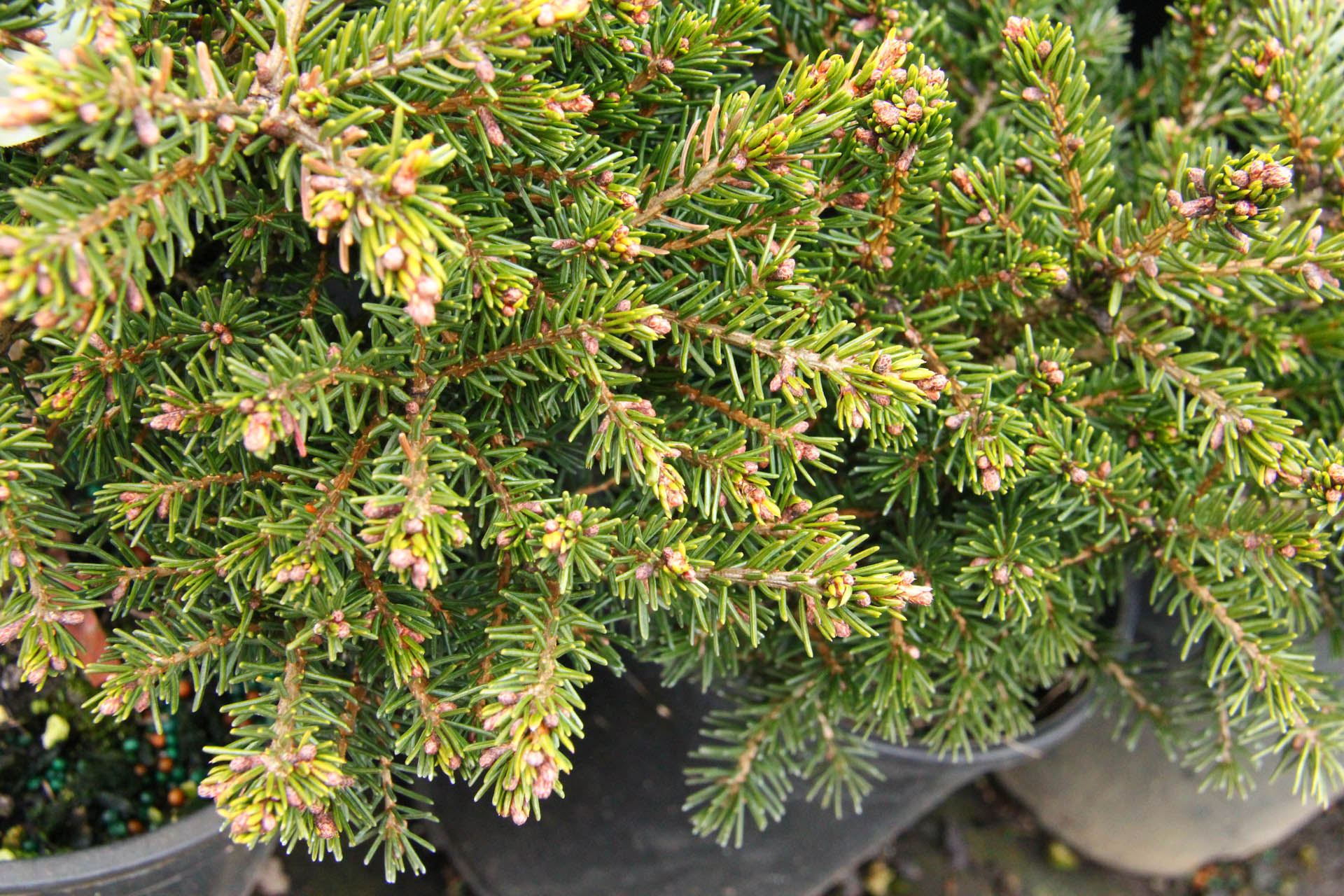 Picea orientalis 'Losely' Oriental Spruce | Conifer Kingdom