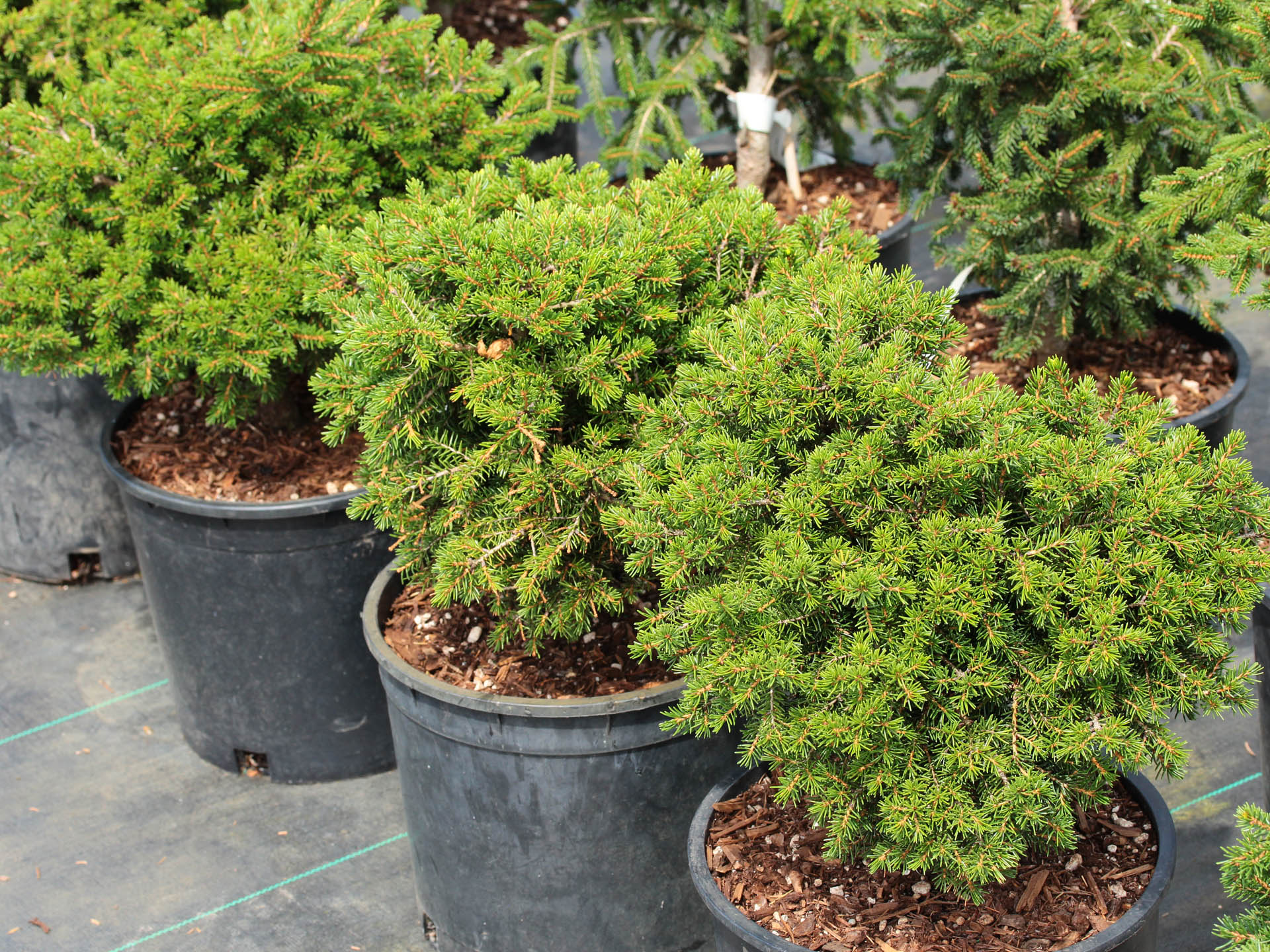 Picea Orientalis 'Losely' Oriental Spruce | Conifer Kingdom