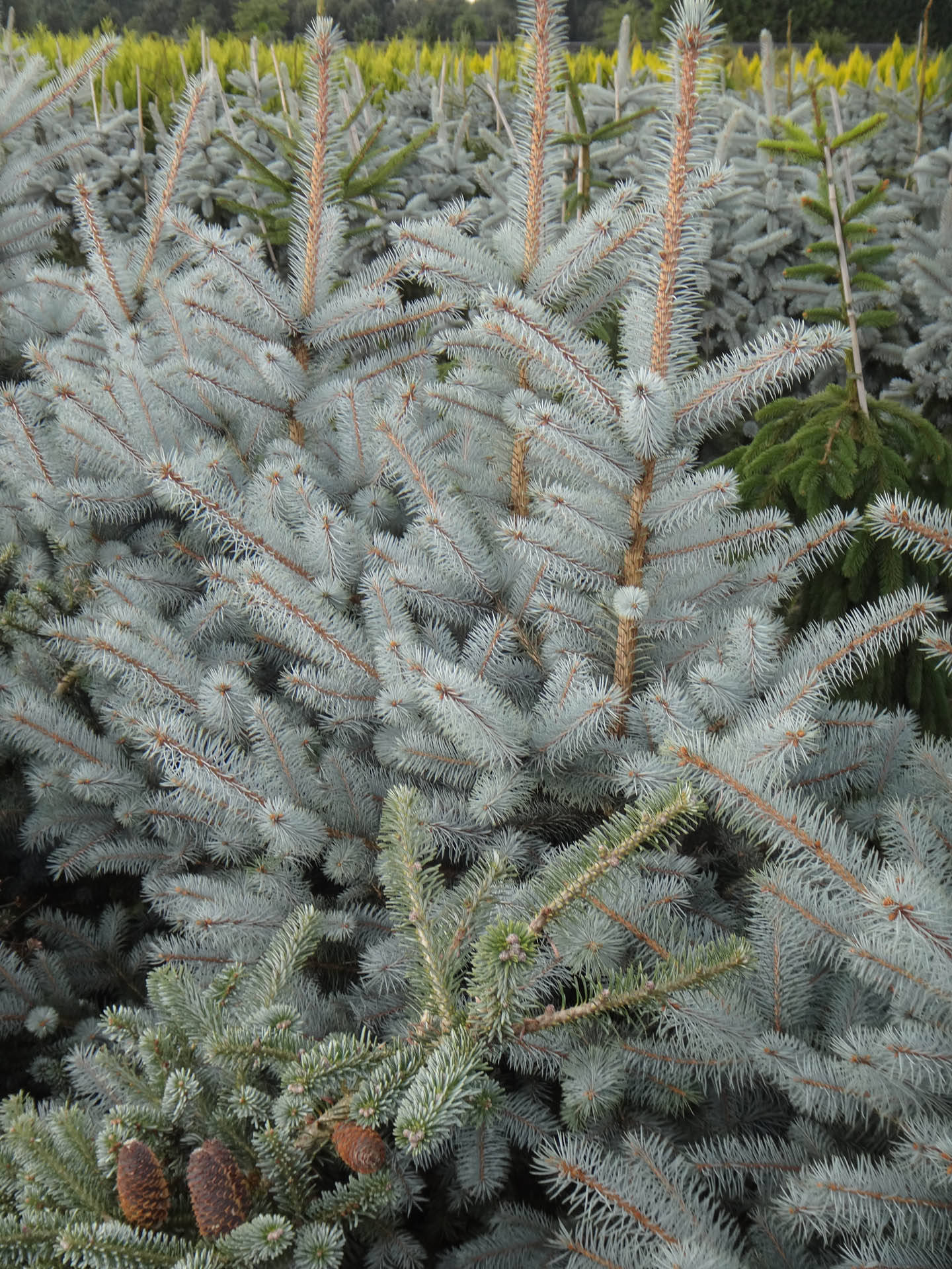 Picea pungens 'Edit' Colorado Spruce | Conifer Kingdom