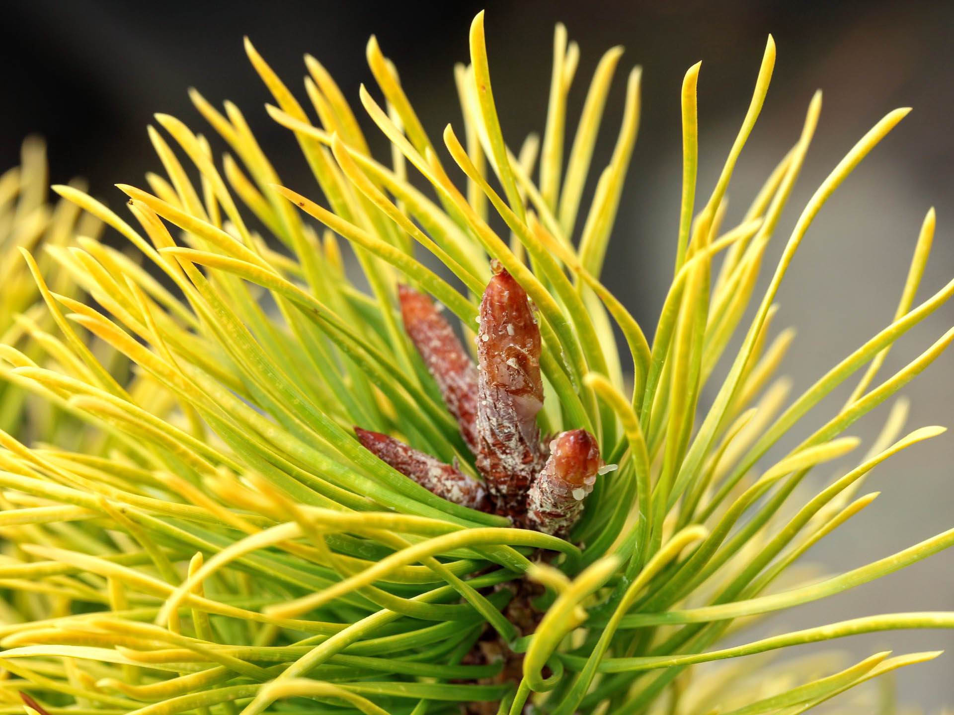 Pinus Contorta Var Latifolia Chief Joseph Lodgepole Pine Conifer Kingdom 6185