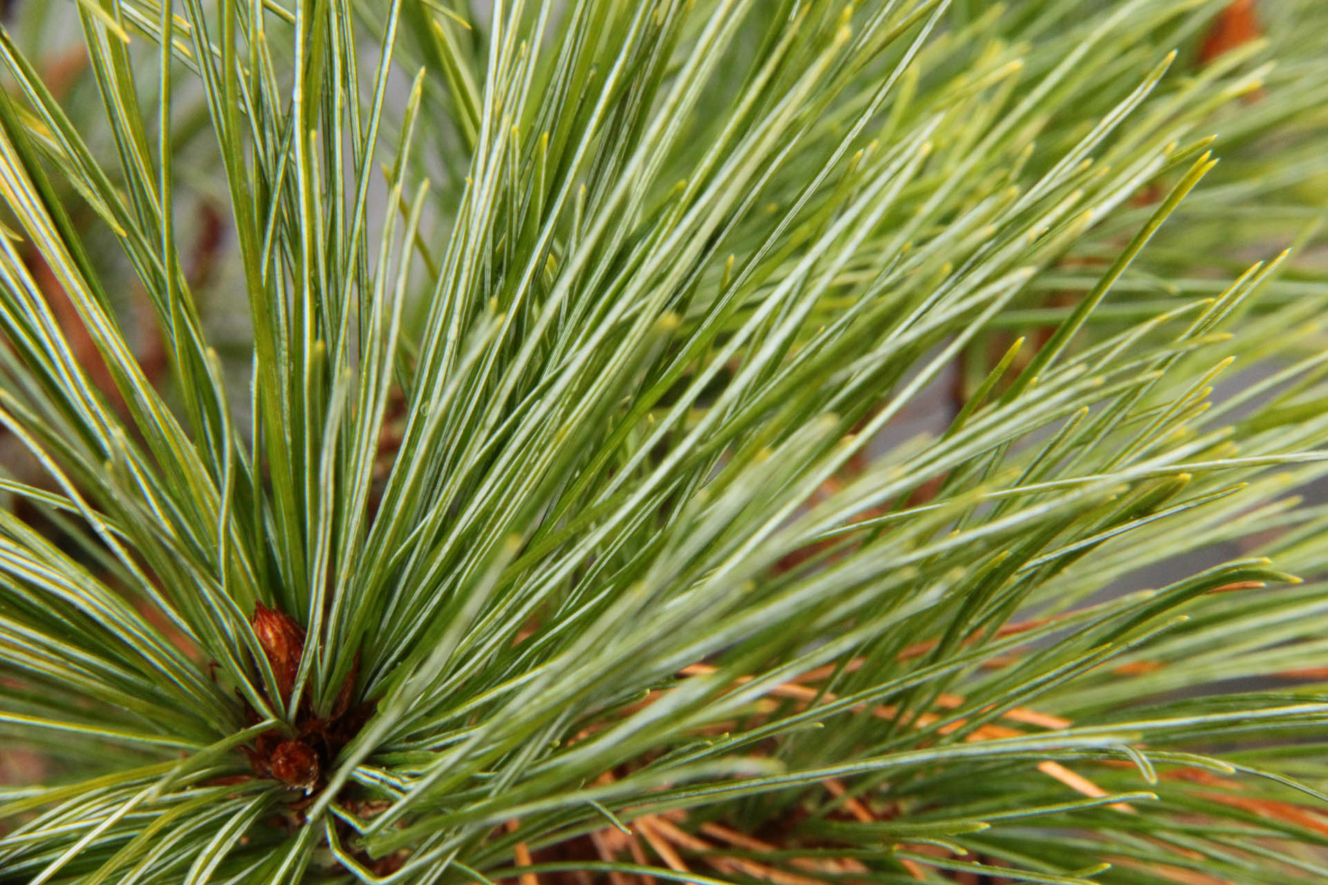 Pinus strobus 'Connecticut Slate' Eastern White Pine | Conifer Kingdom