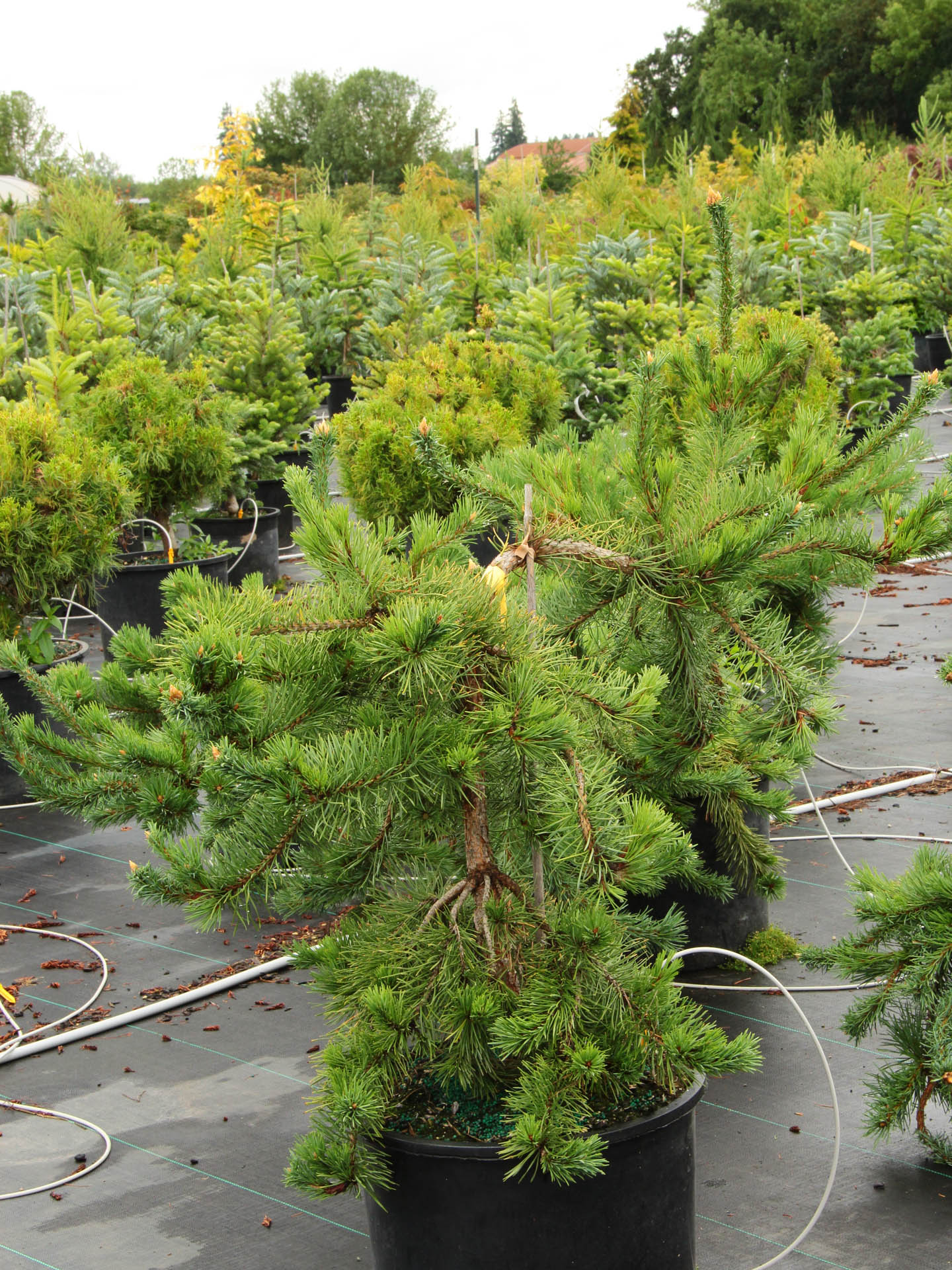 Picea breweriana 'Wustemeyer' Brewer Spruce | Conifer Kingdom