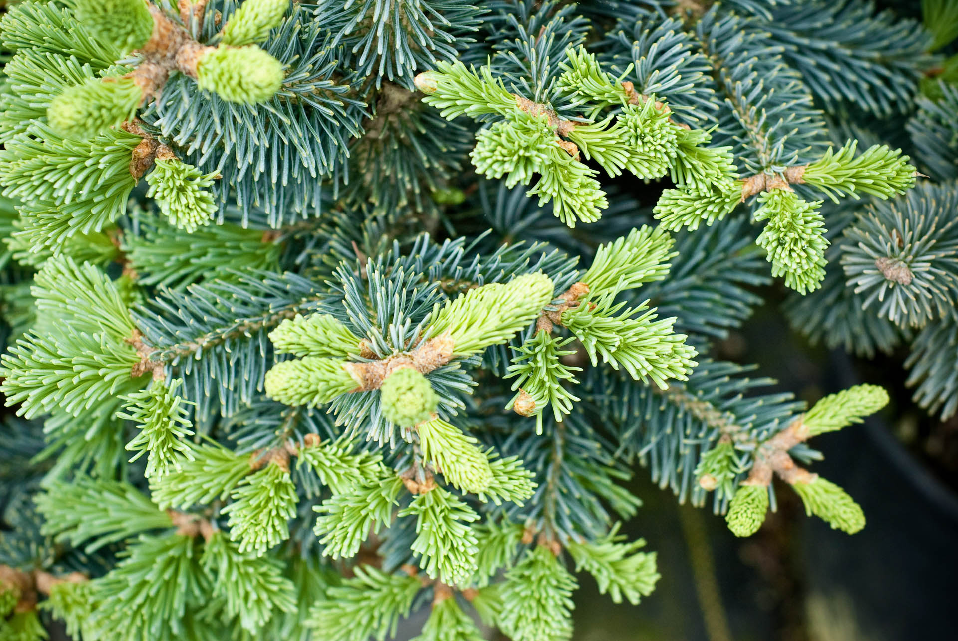 Buy Pinus Strobus 'bob's Whiskers' Eastern White Pine 