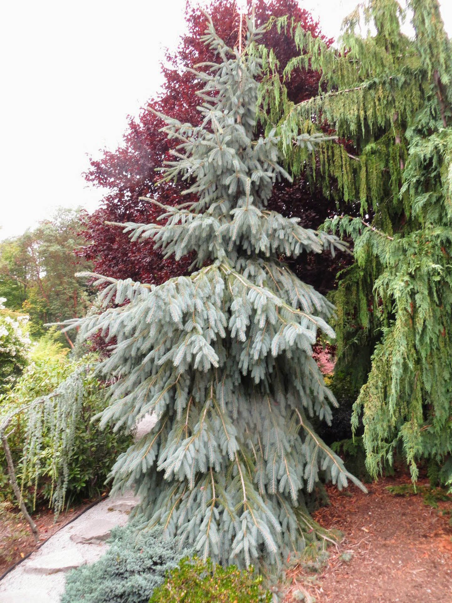 Picea engelmannii 'Bush's Lace' Engelmann Spruce | Conifer Kingdom