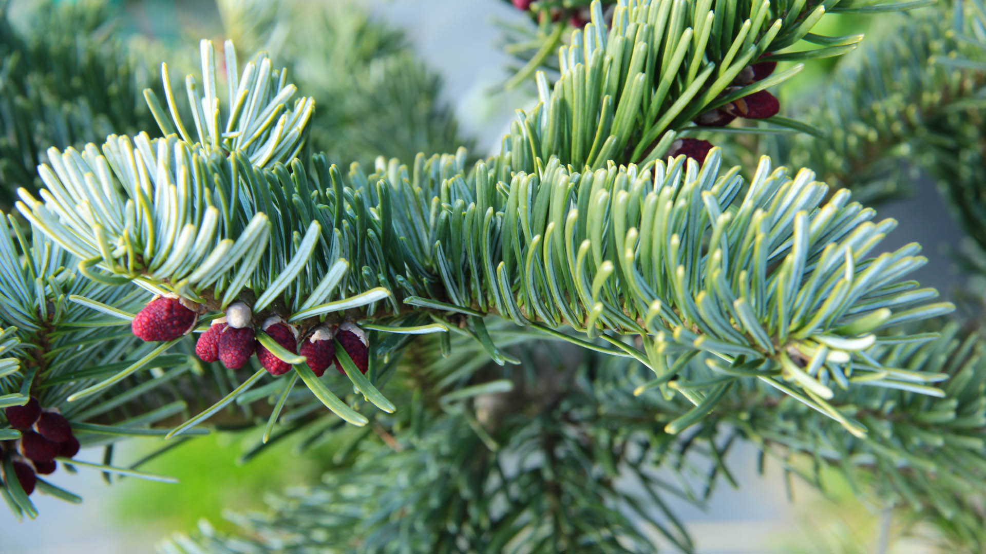 Abies amabilis 'Spreading Star' Pacific Silver Fir | Conifer Kingdom