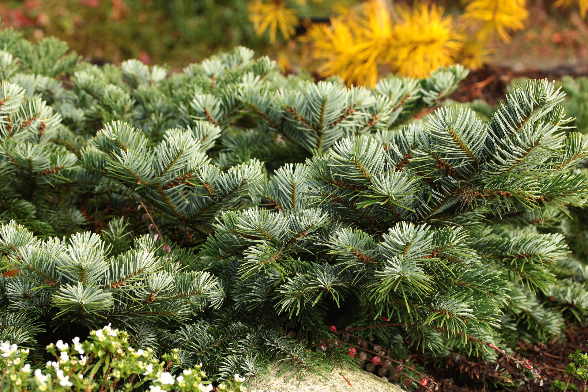 Abies amabilis 'Spreading Star' Pacific Silver Fir | Conifer Kingdom