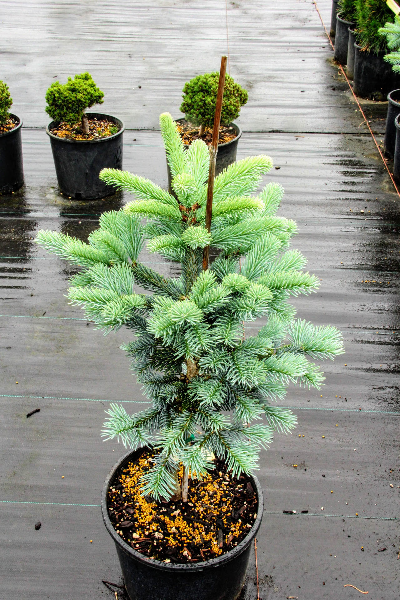 Abies Lasiocarpa Glacier Subalpine Fir Conifer Kingdom