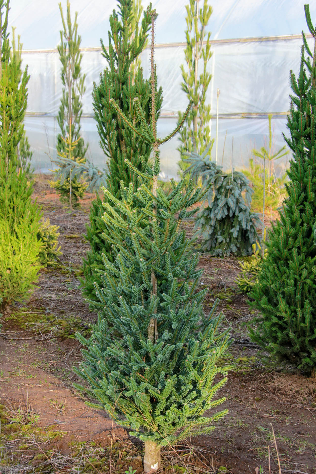 Abies pinsapo 'Fastigiata' Spanish Fir Conifer Kingdom