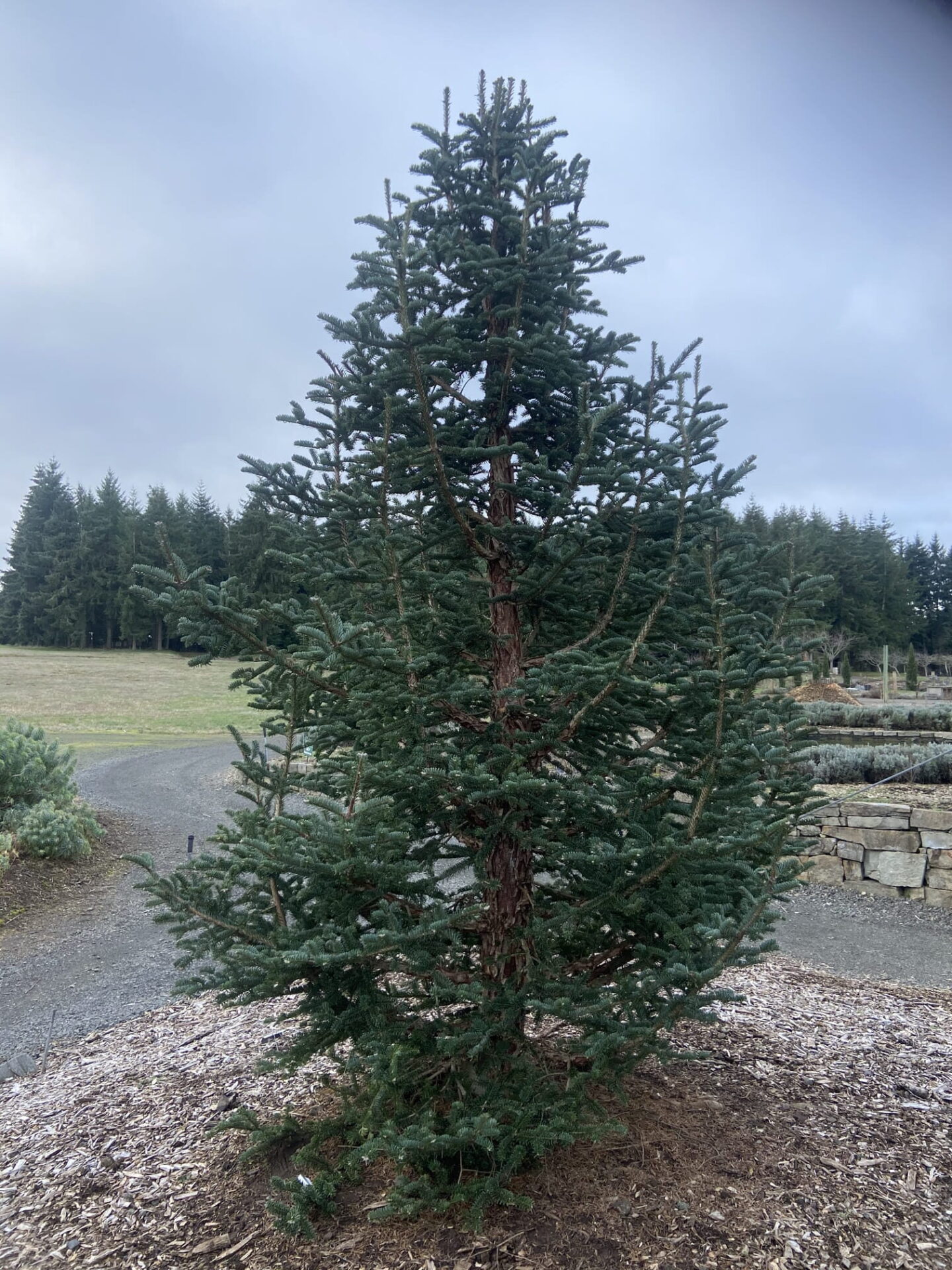 Shop Abies squamata Flaky Fir | Conifer Kingdom