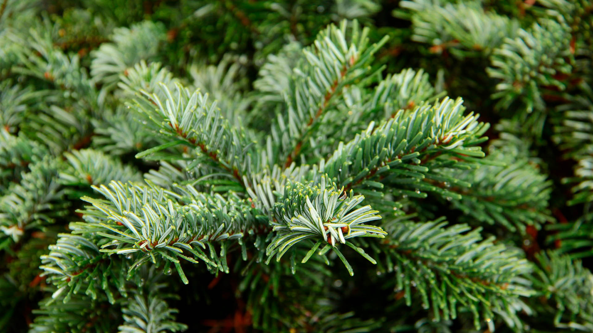 Abies amabilis 'Spreading Star' Pacific Silver Fir | Conifer Kingdom