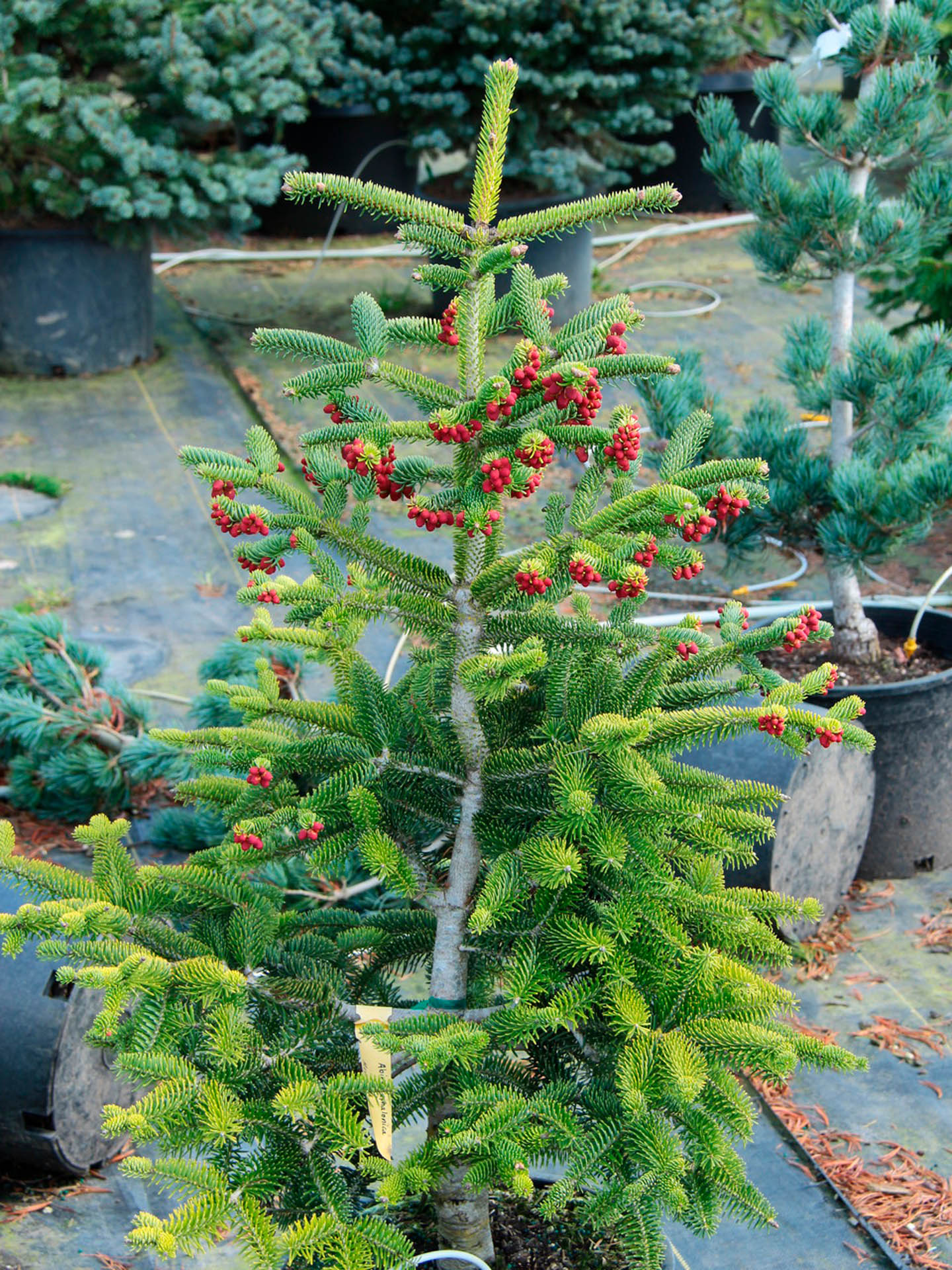 Abies cephalonica Meyer\'s Dwarf пихта