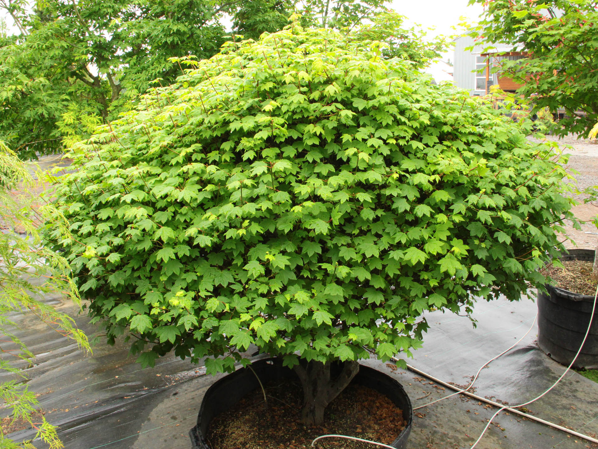 Acer circinatum 'Little Gem' Vine Maple | Conifer Kingdom