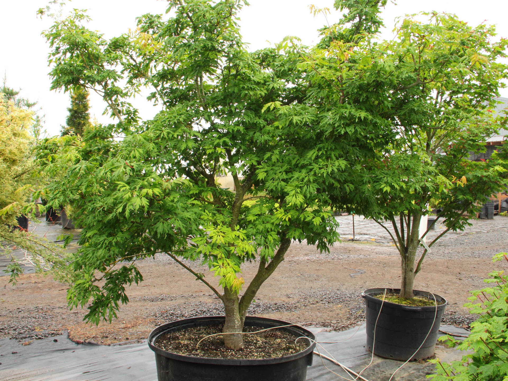 Acer circinatum 'Monroe' Vine Maple | Conifer Kingdom