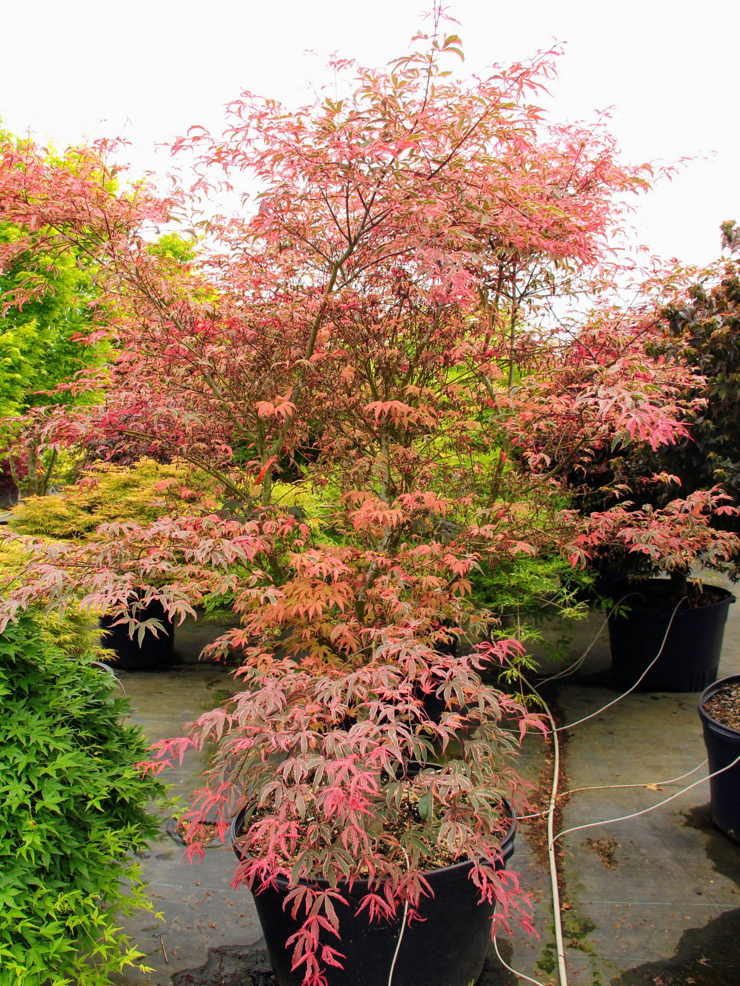 Acer palmatum 'Geisha Gone Wild' Japanese Maple | Conifer Kingdom