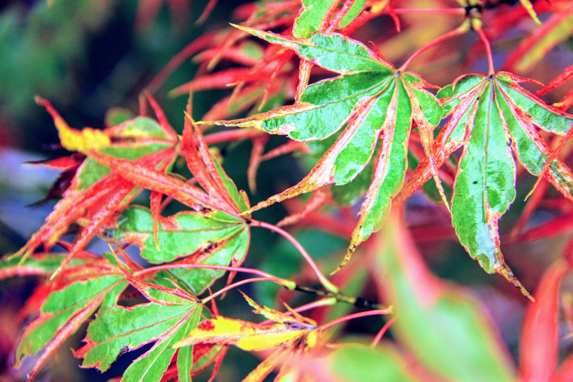 Acer palmatum 'Manyo no sato' Japanese Maple | Conifer Kingdom