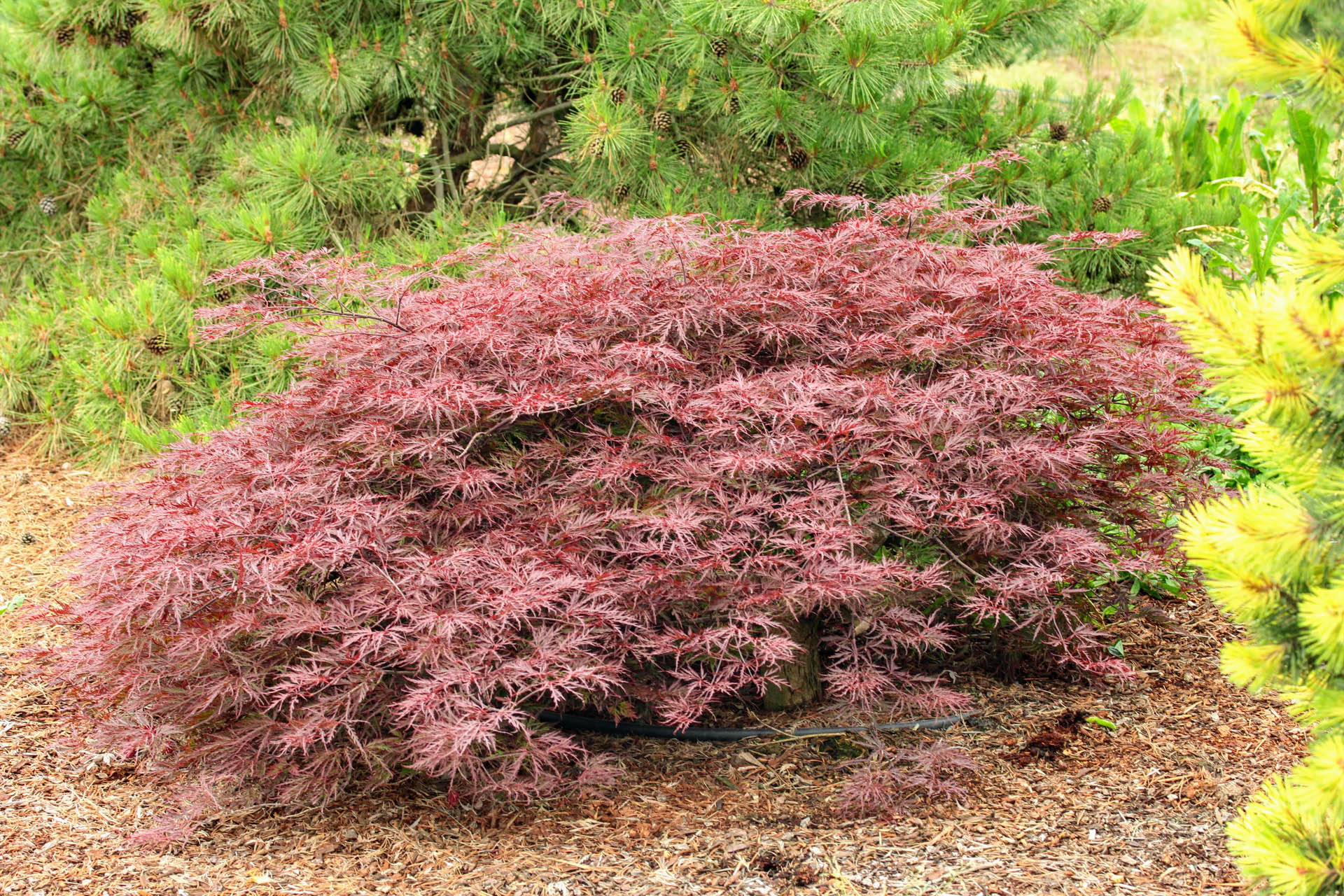 red dragon weeping japanese maple