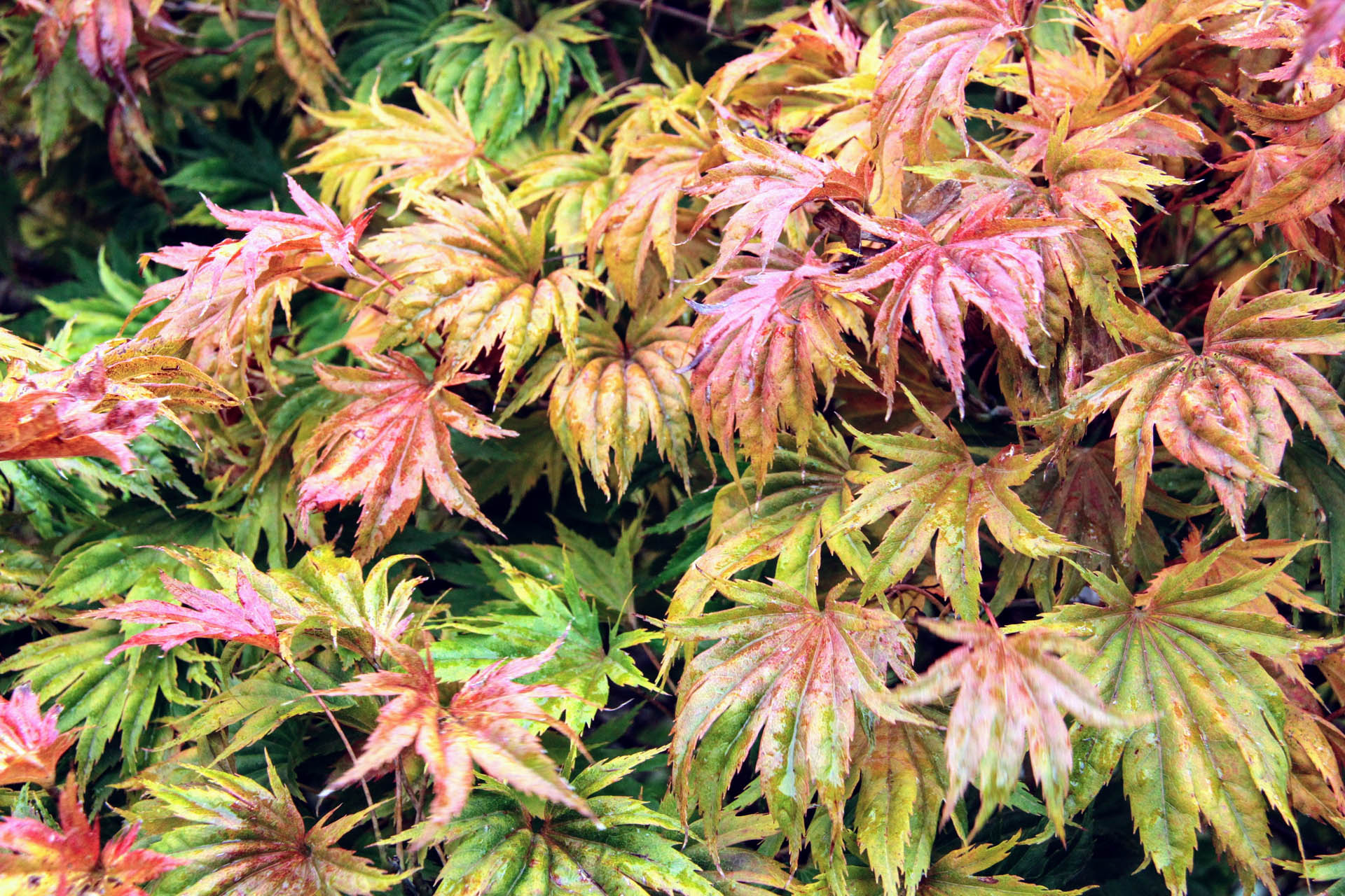 Acer Shirasawanum Bashful Japanese Maple Conifer Kingdom