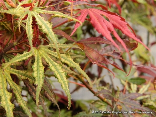 Mikazuki Japanese Maple Crescent Moon Conifer Kingdom